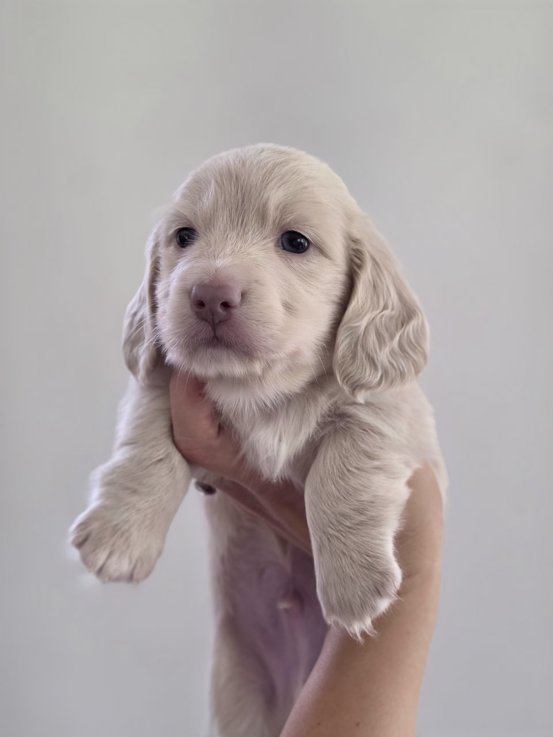 Casper the Dachshund puppy exploring with curious eyes and a playful, lively expression
