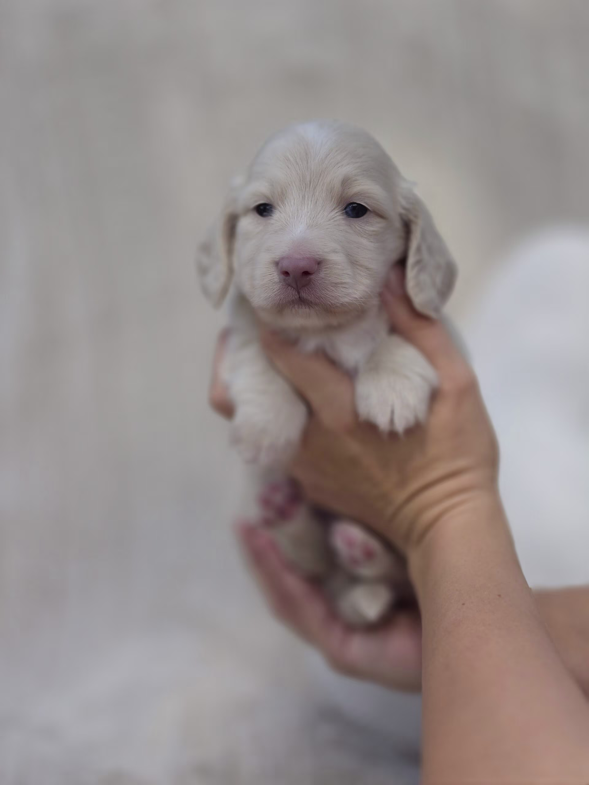 Casper sitting calmly with soft smooth fur and a gentle, affectionate demeanor