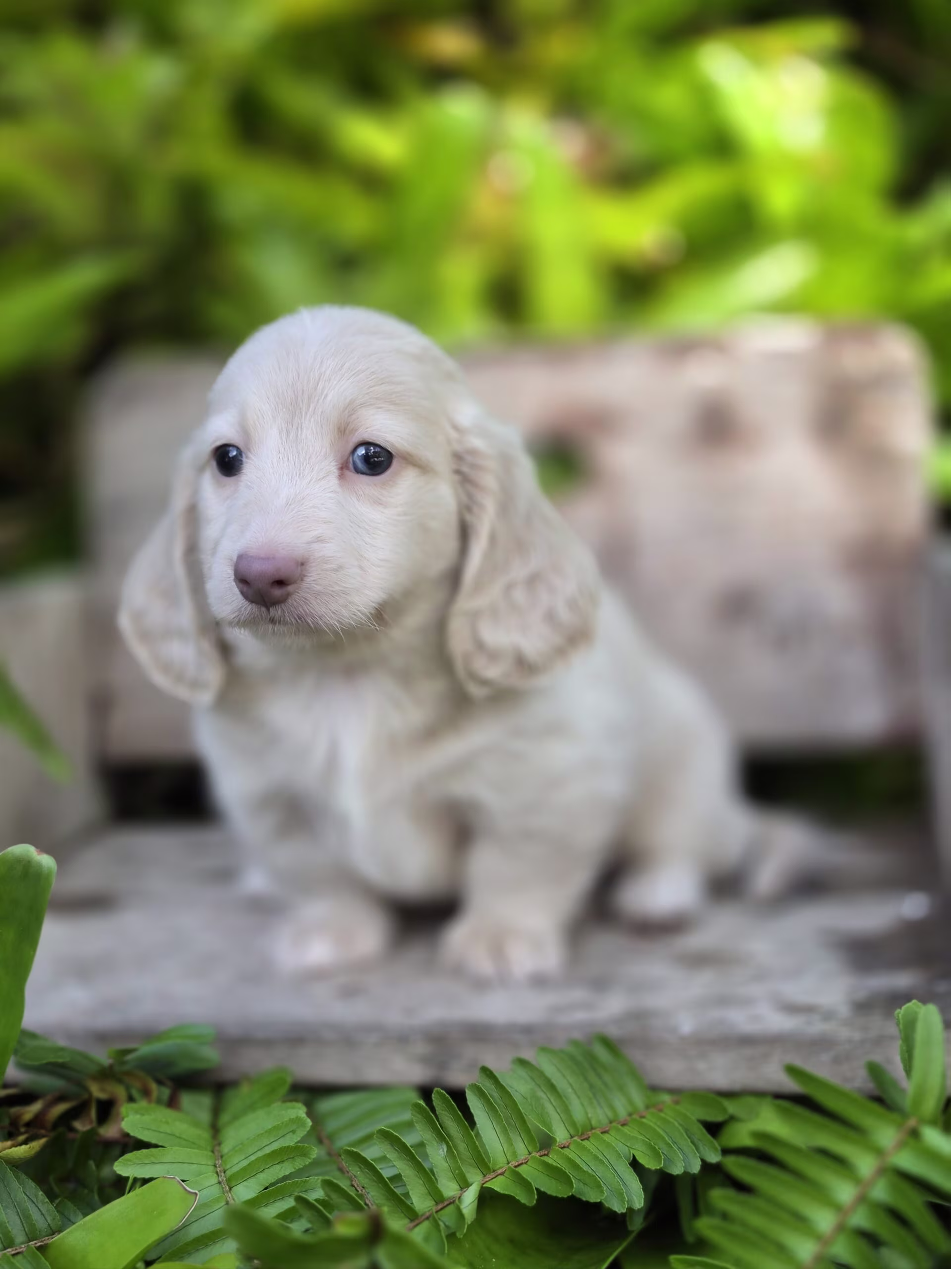 Sitting playfully, Casper the Dachshund puppy looks alert and full of curious energy.