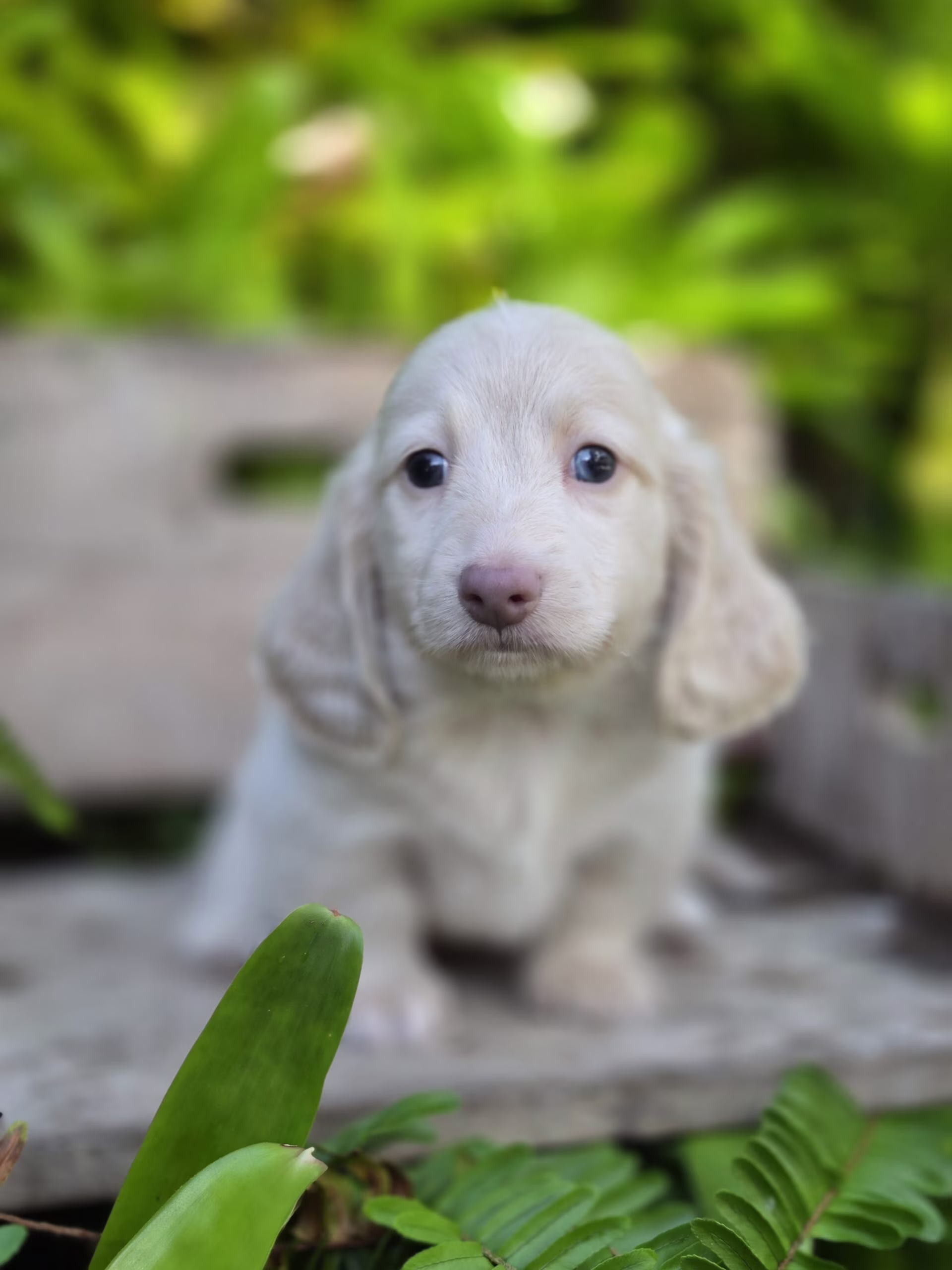 Casper resting indoors calmly, showing a gentle expression and attentive, soft eyes.