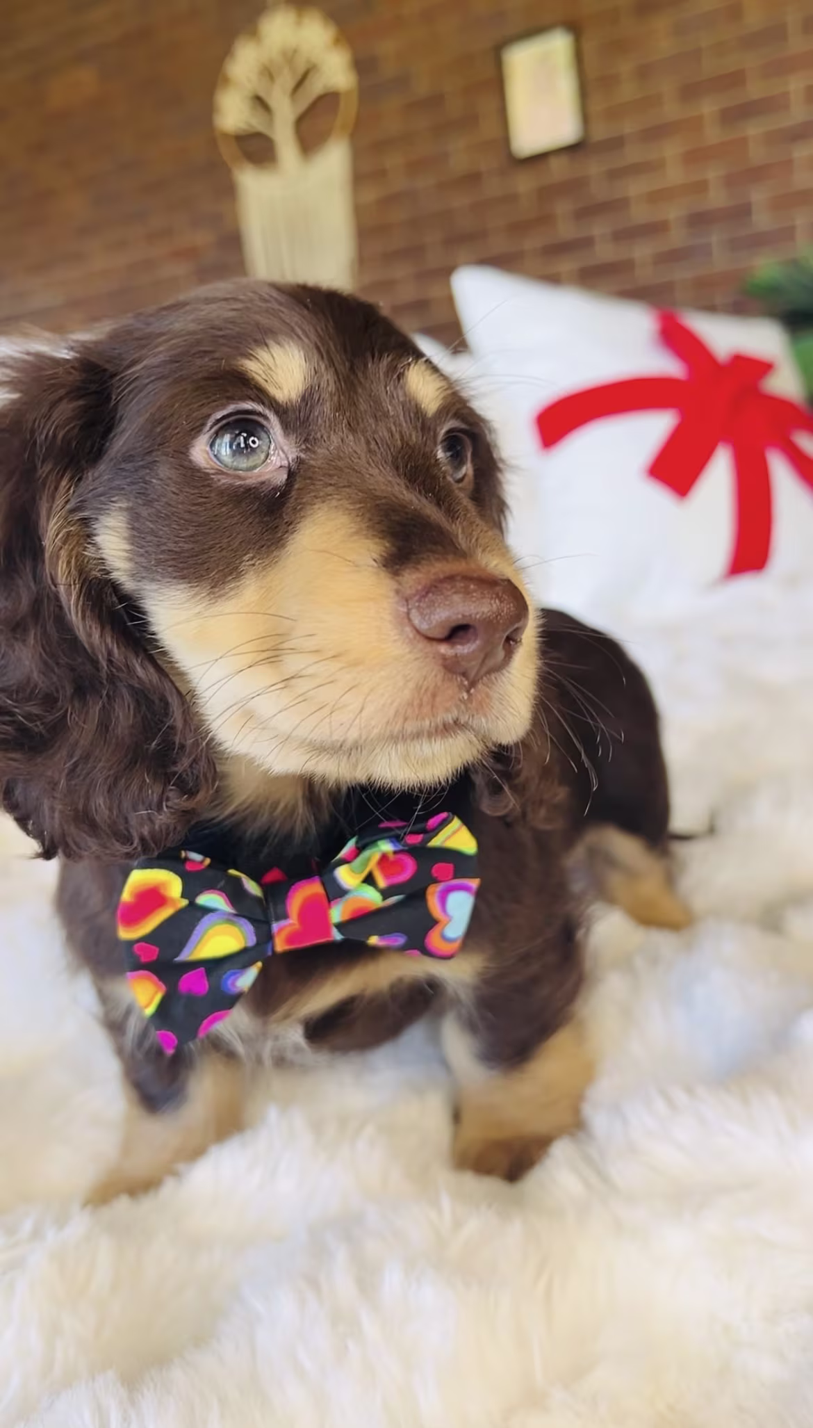 Elio the Dachshund puppy in a playful pose, showing alert eyes and a lively, curious personality