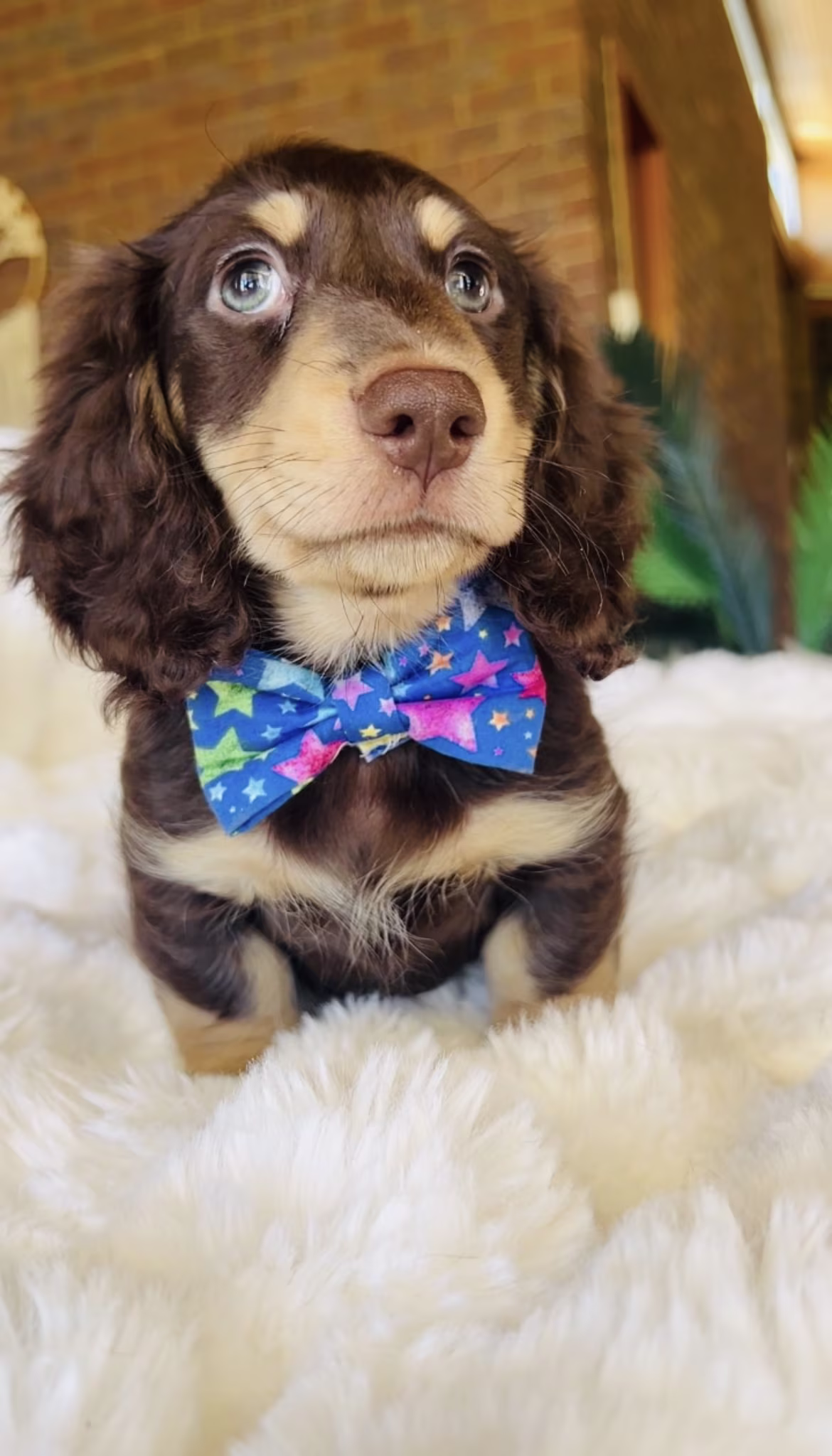 Ezra the Dachshund puppy with a soft smooth coat sitting calmly with a gentle and affectionate expression.