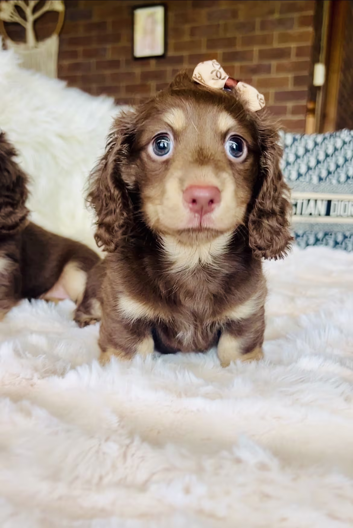 Gucci the Dachshund puppy with a soft smooth coat sitting calmly and showing a gentle, affectionate expression