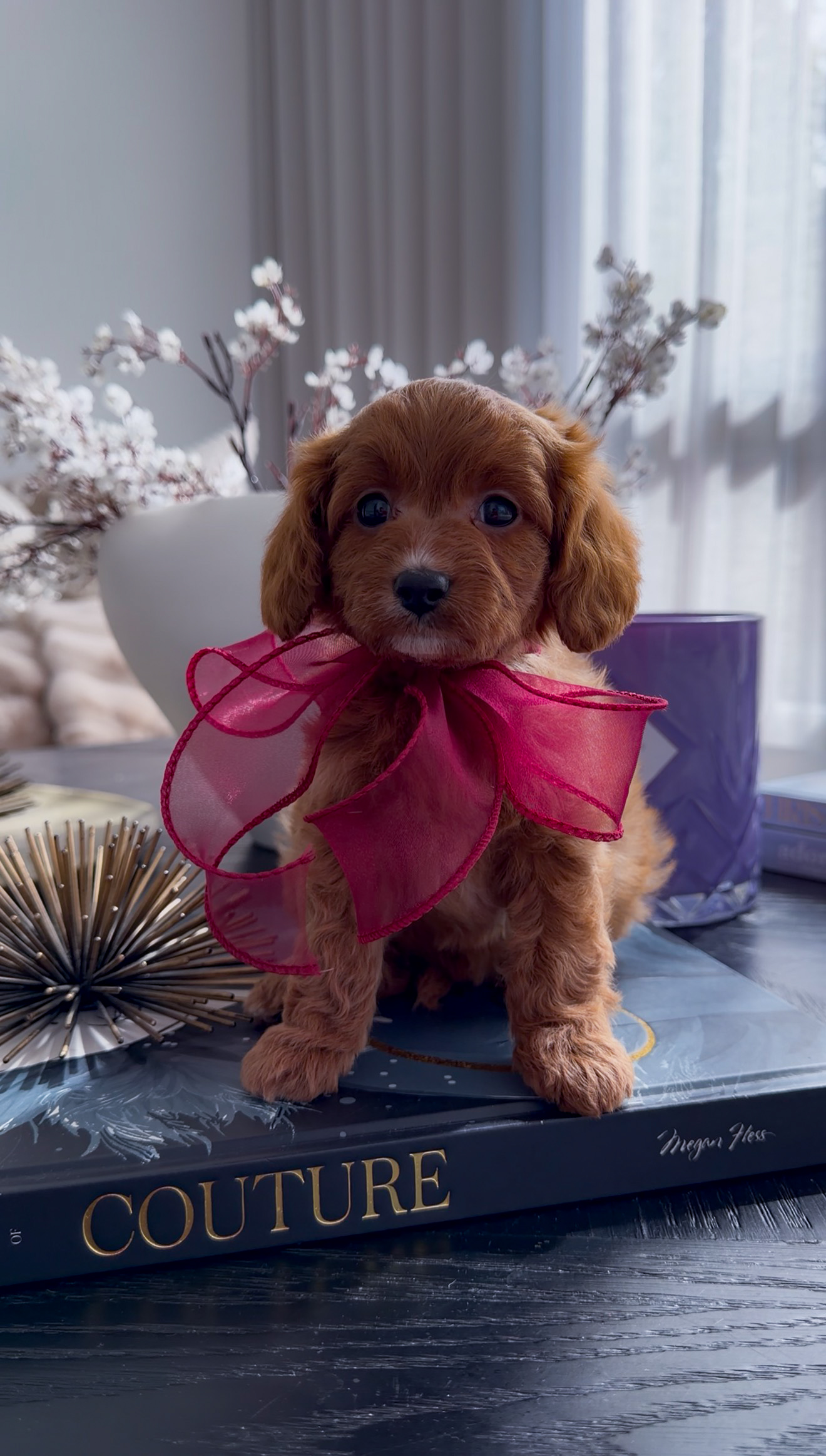 Mahogany red Cavapoo puppy named Ruby wearing a large pink ribbon bow while sitting on a decorative book indoors.