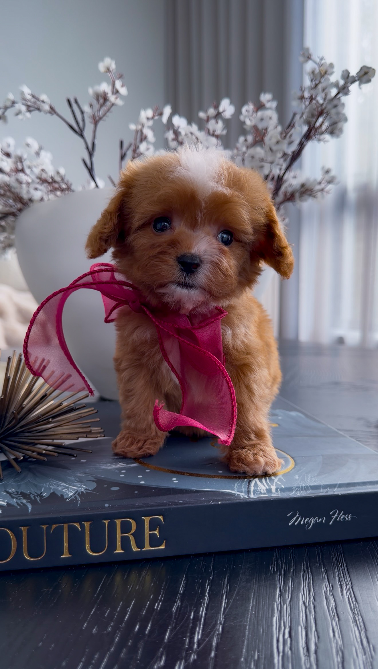 Small apricot Cavapoo puppy wearing a pink ribbon bow, standing on a book indoors with soft floral decor in the background.