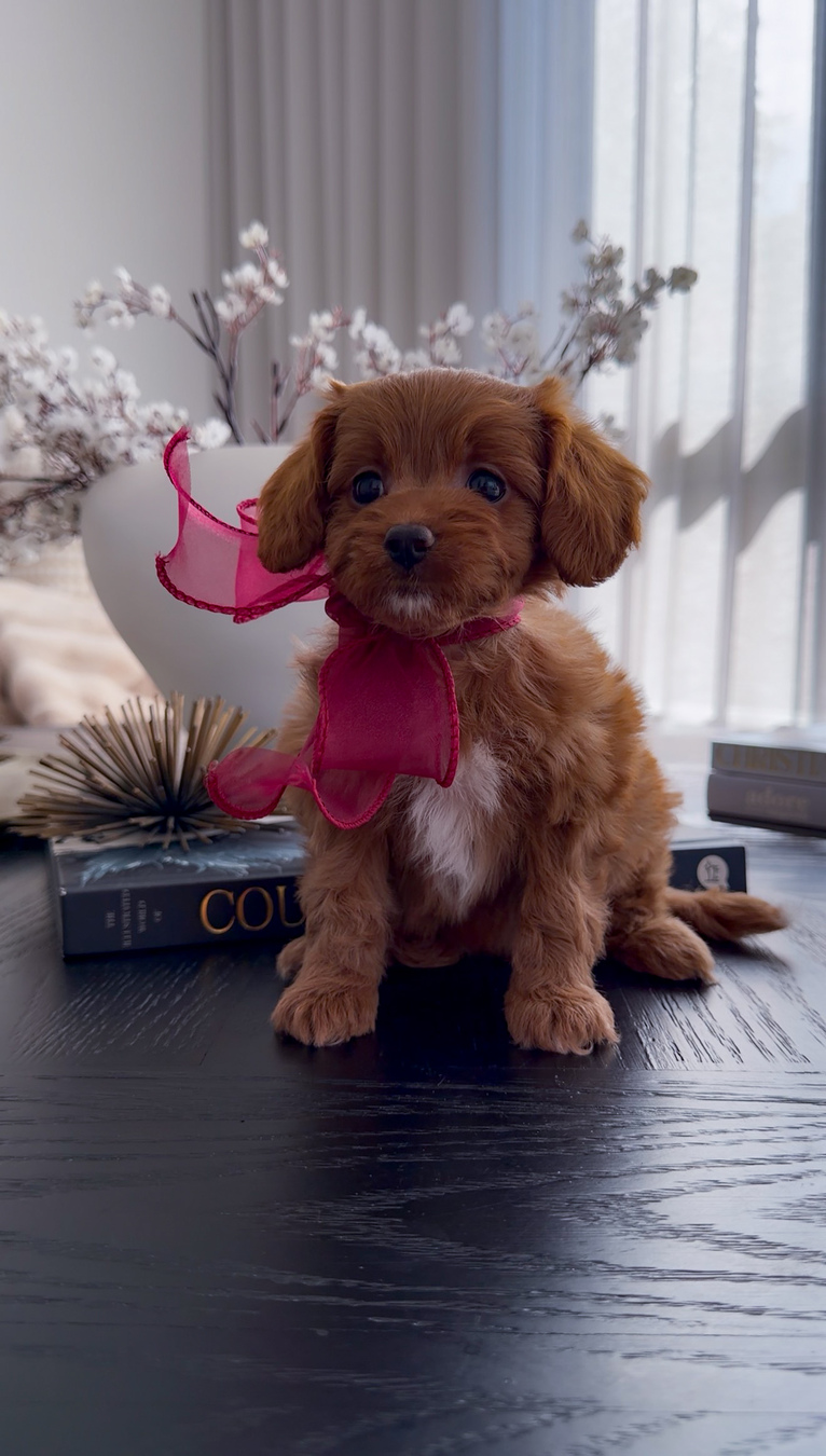 Mahogany red Cavapoo puppy named Josie wearing a pink ribbon bow while sitting indoors beside decorative books and floral decor.