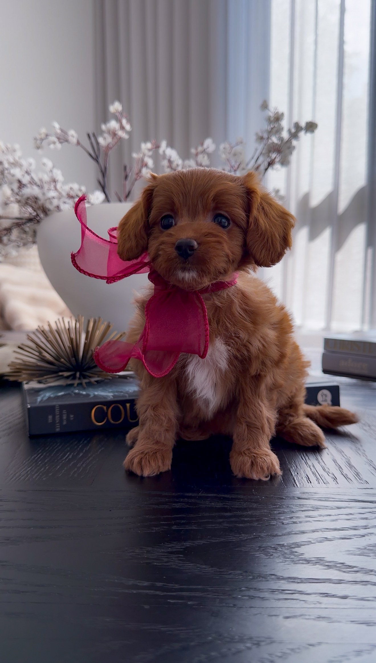 Mahogany red Cavapoo puppy named Josie wearing a pink ribbon bow while sitting indoors beside decorative books and floral decor.