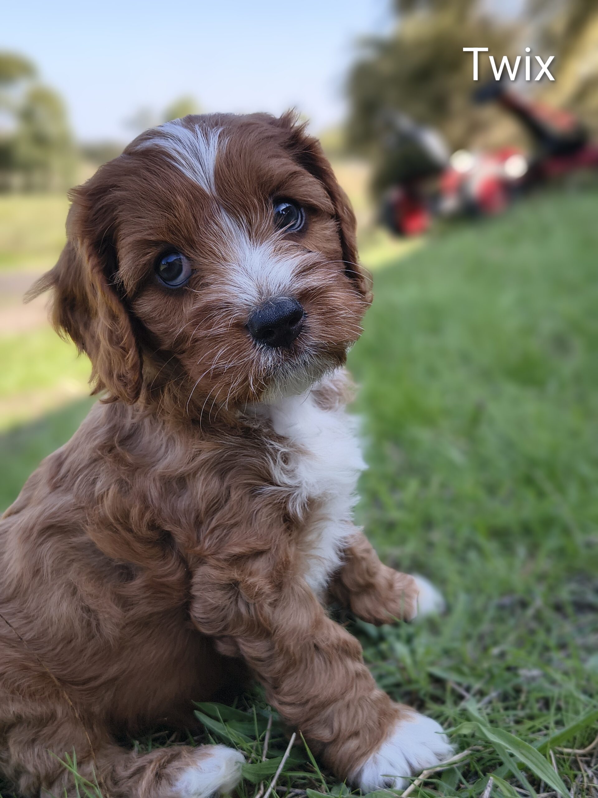 Twix, male Cavapoo puppy sitting indoors in Australia, available for reservation in Singapore
