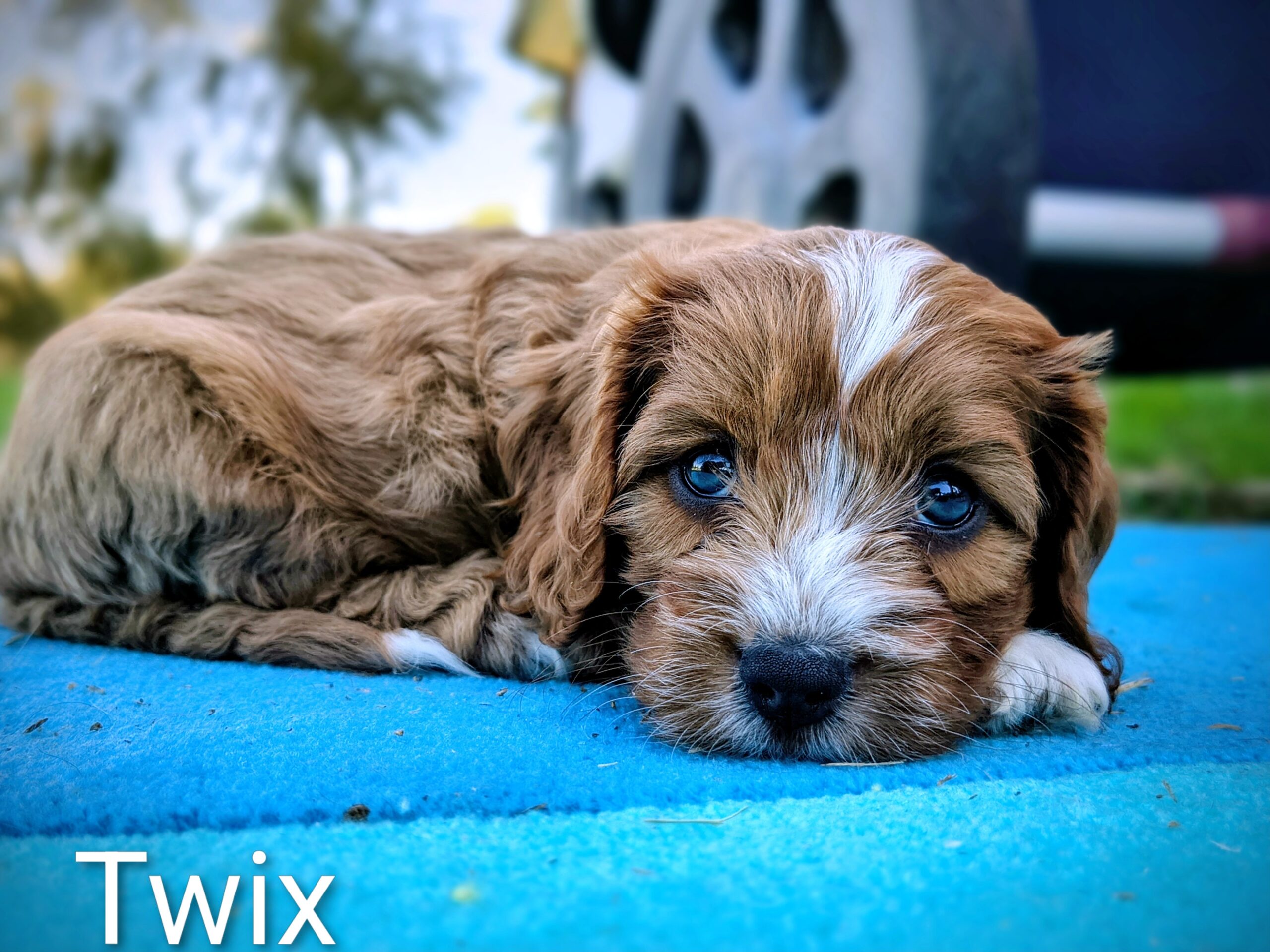 Close-up of Twix, male Cavapoo puppy in Australia with fluffy curly coat, available for Singapore reservation