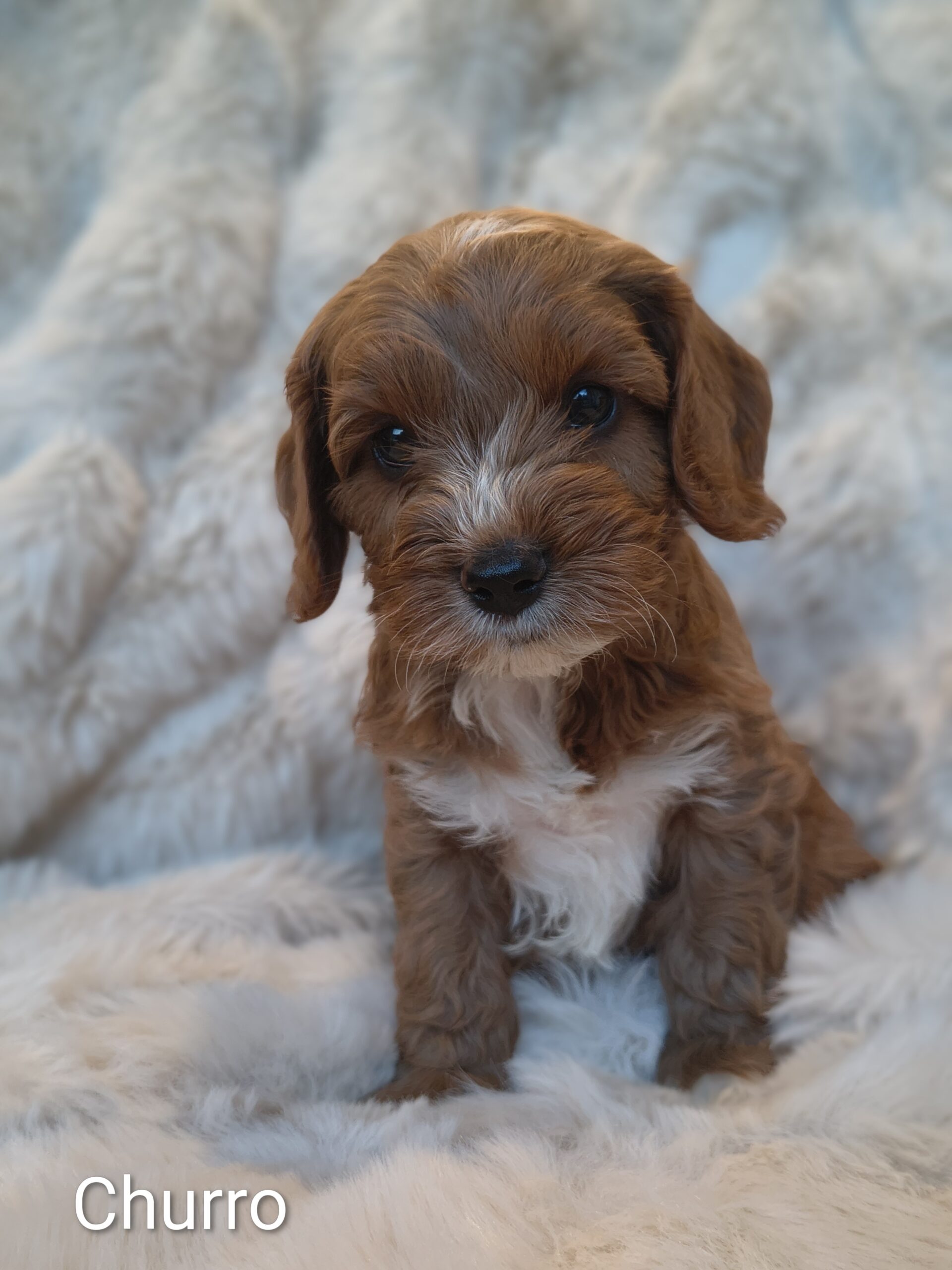 Churro male Cavapoo puppy indoors Australia fluffy coat available Singapore