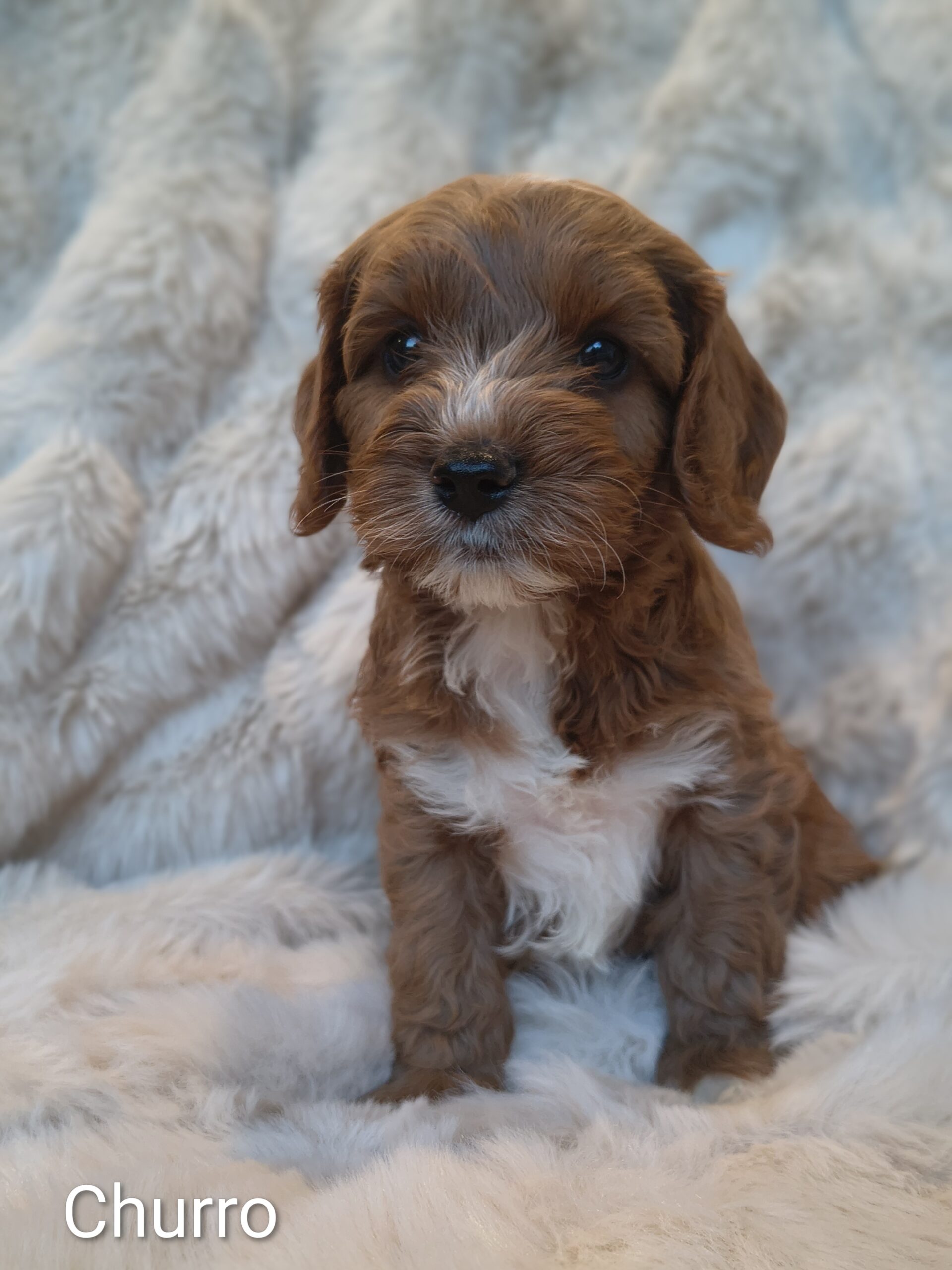 Churro playful Cavapoo puppy indoors Australia hypoallergenic dog Singapore