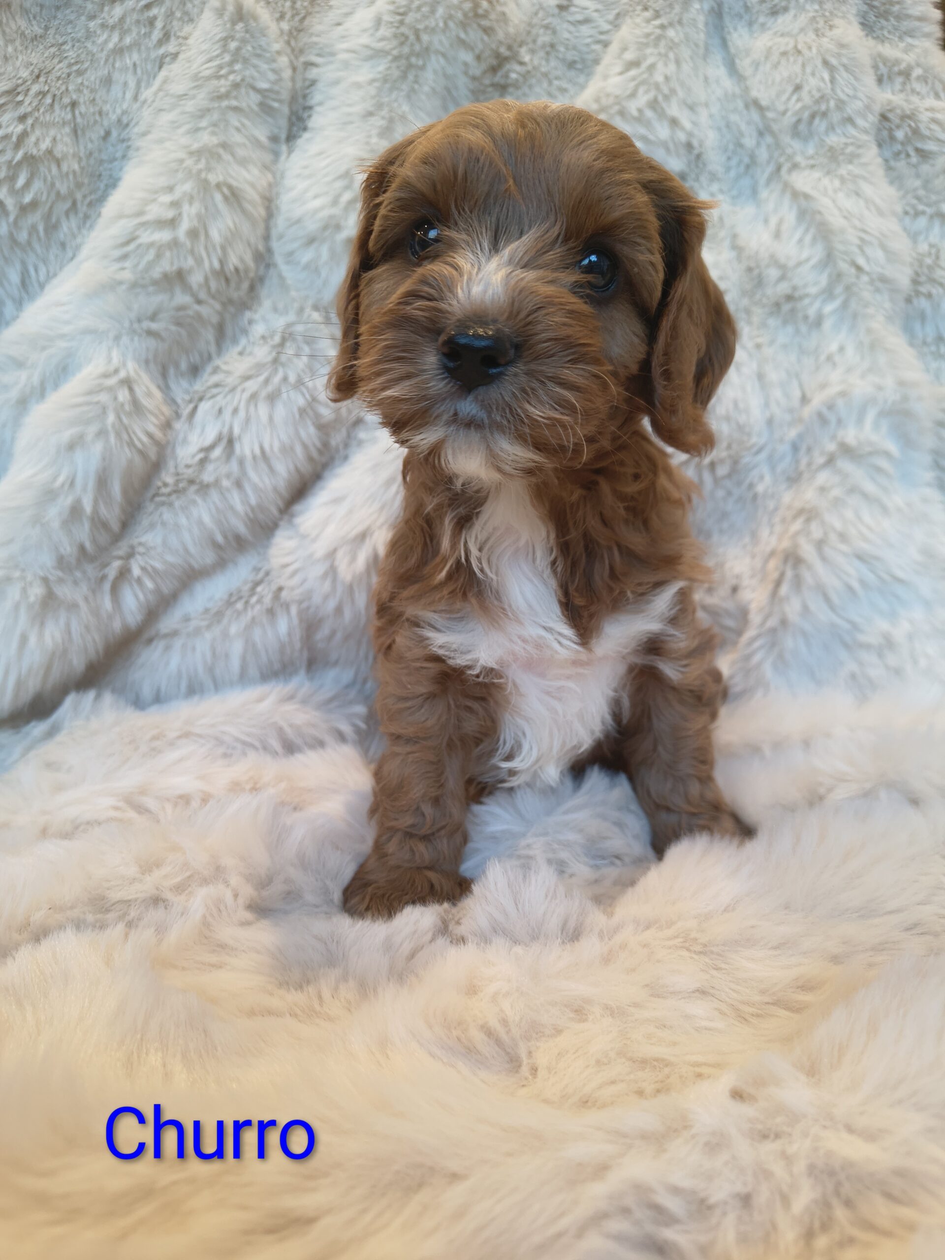Churro calm Cavapoo puppy teddy bear face Australia available Singapore