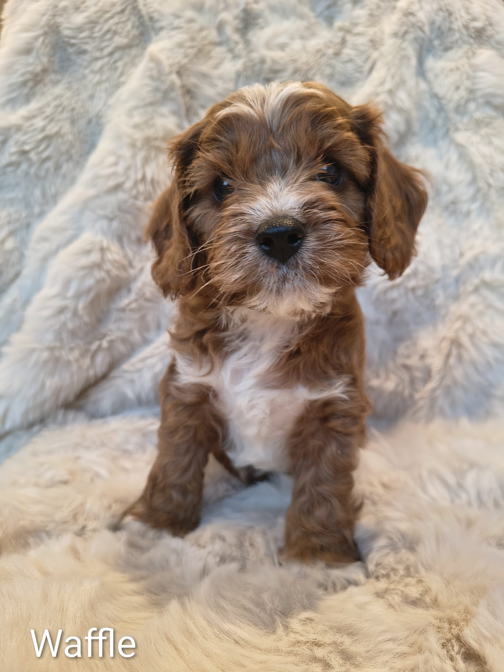 Waffles male Cavapoo puppy indoors Australia fluffy coat available Singapore