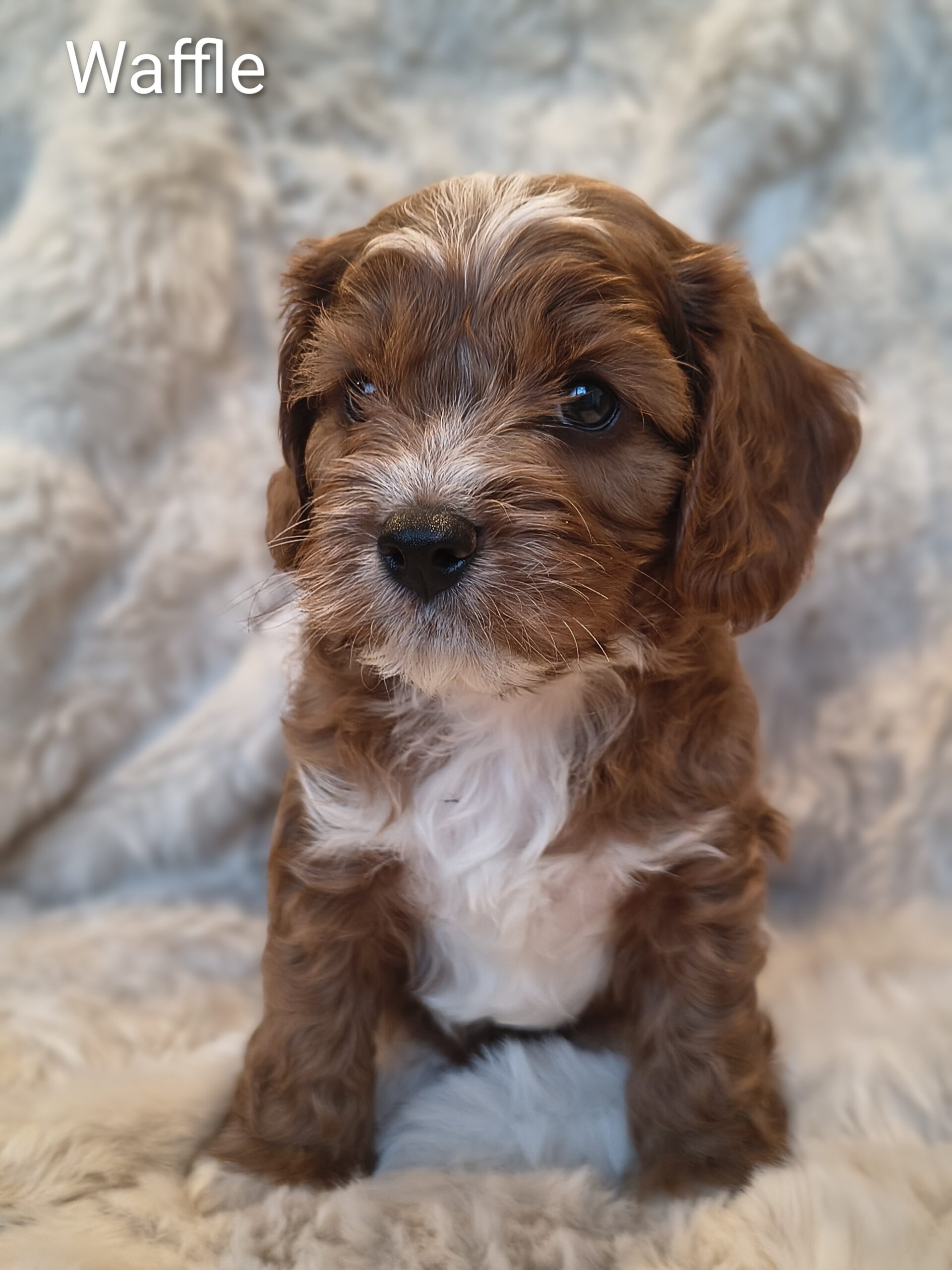 Waffles playful Cavapoo puppy indoors Australia hypoallergenic dog Singapore