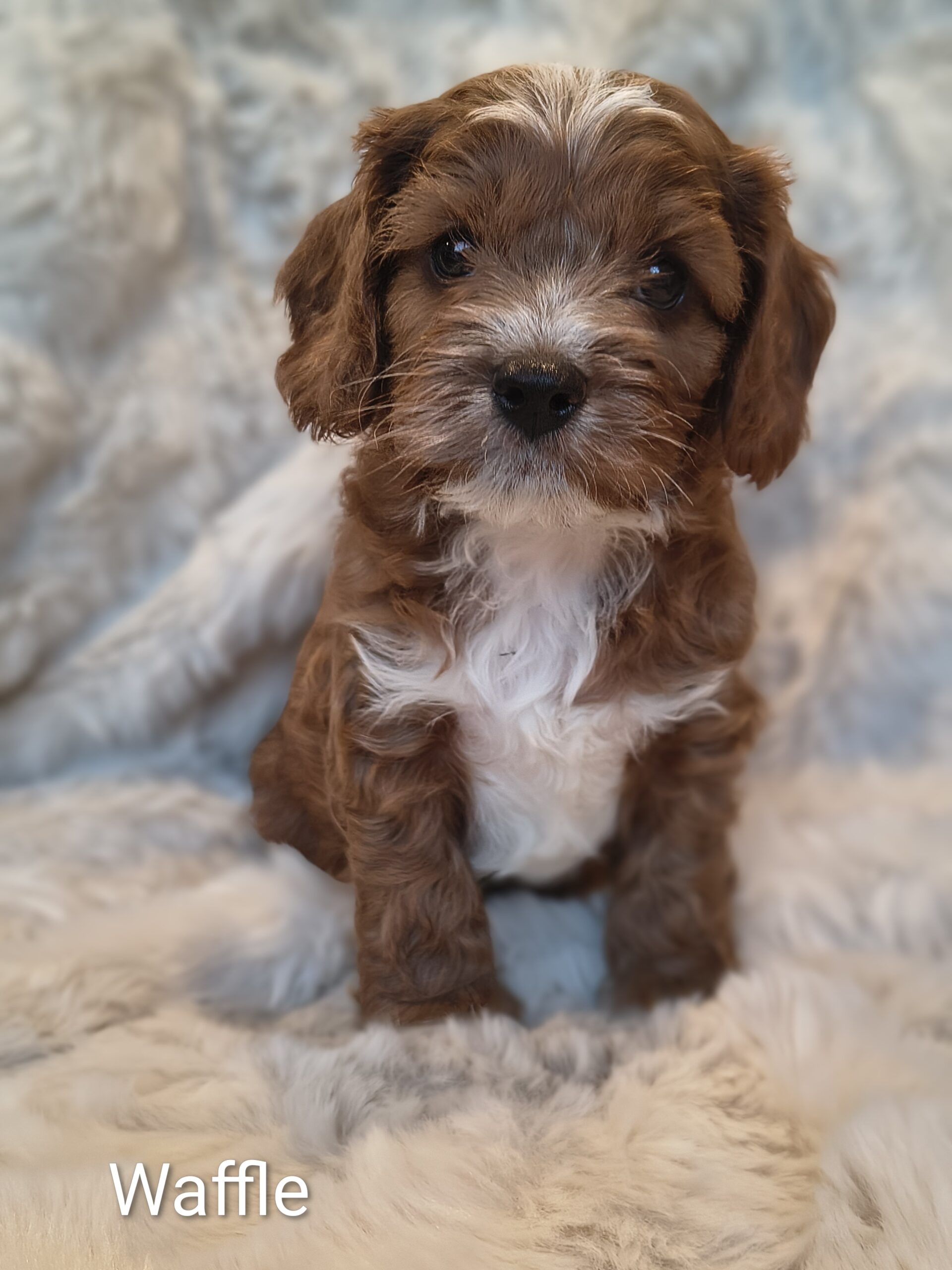 Waffles calm Cavapoo puppy teddy bear face Australia available Singapore