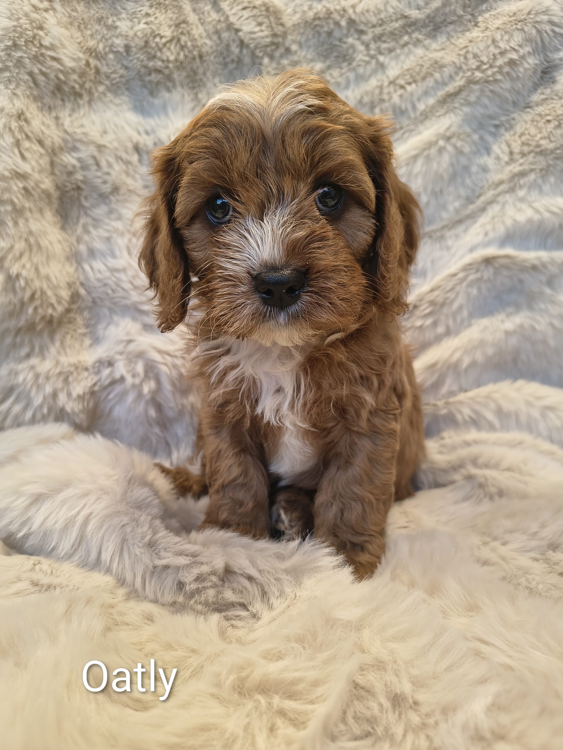 Playful male Cavapoo puppy indoors Australia hypoallergenic dog for Singapore families