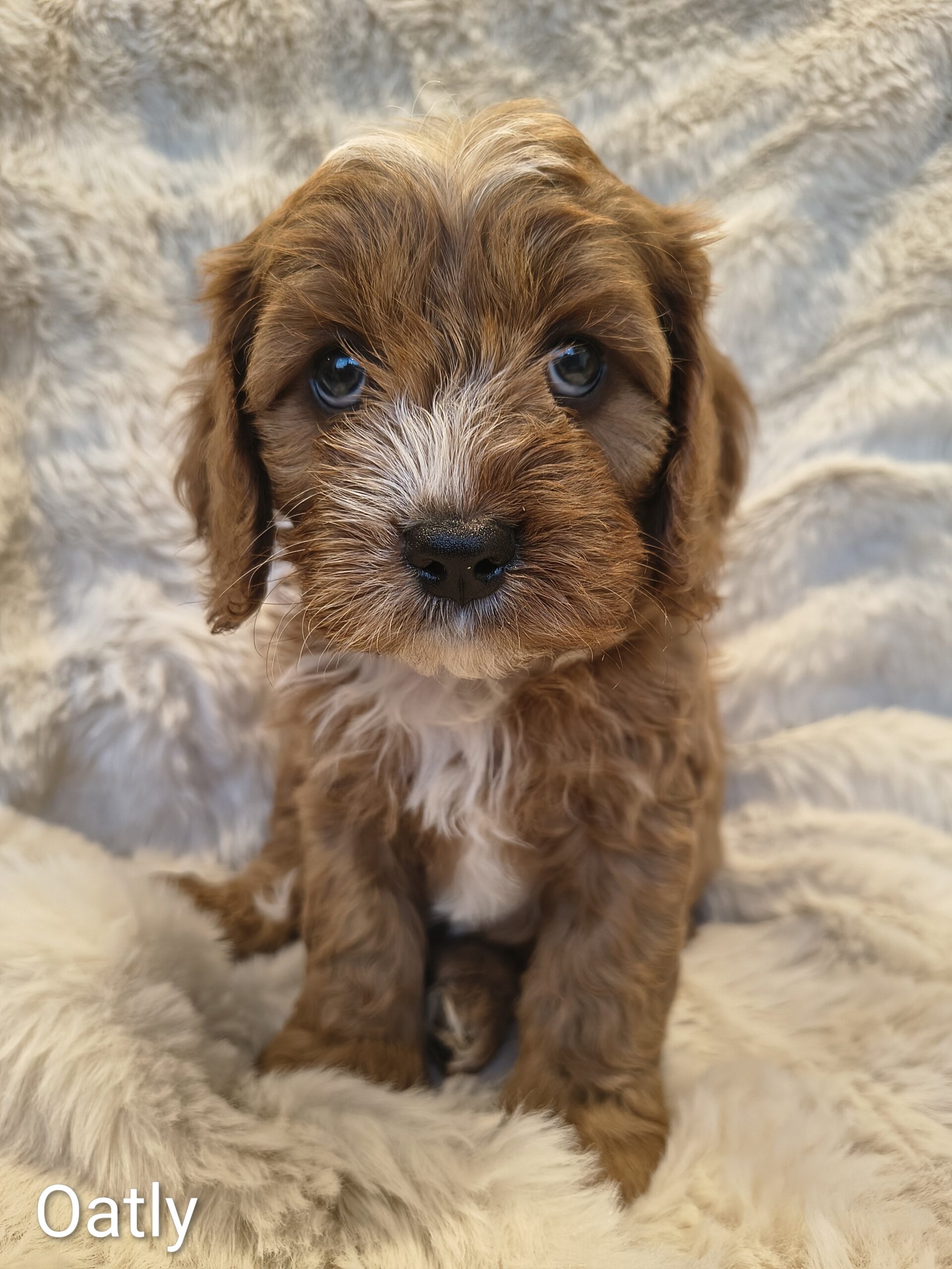 Male Cavapoo puppy sitting indoors Australia fluffy coat available in Singapore