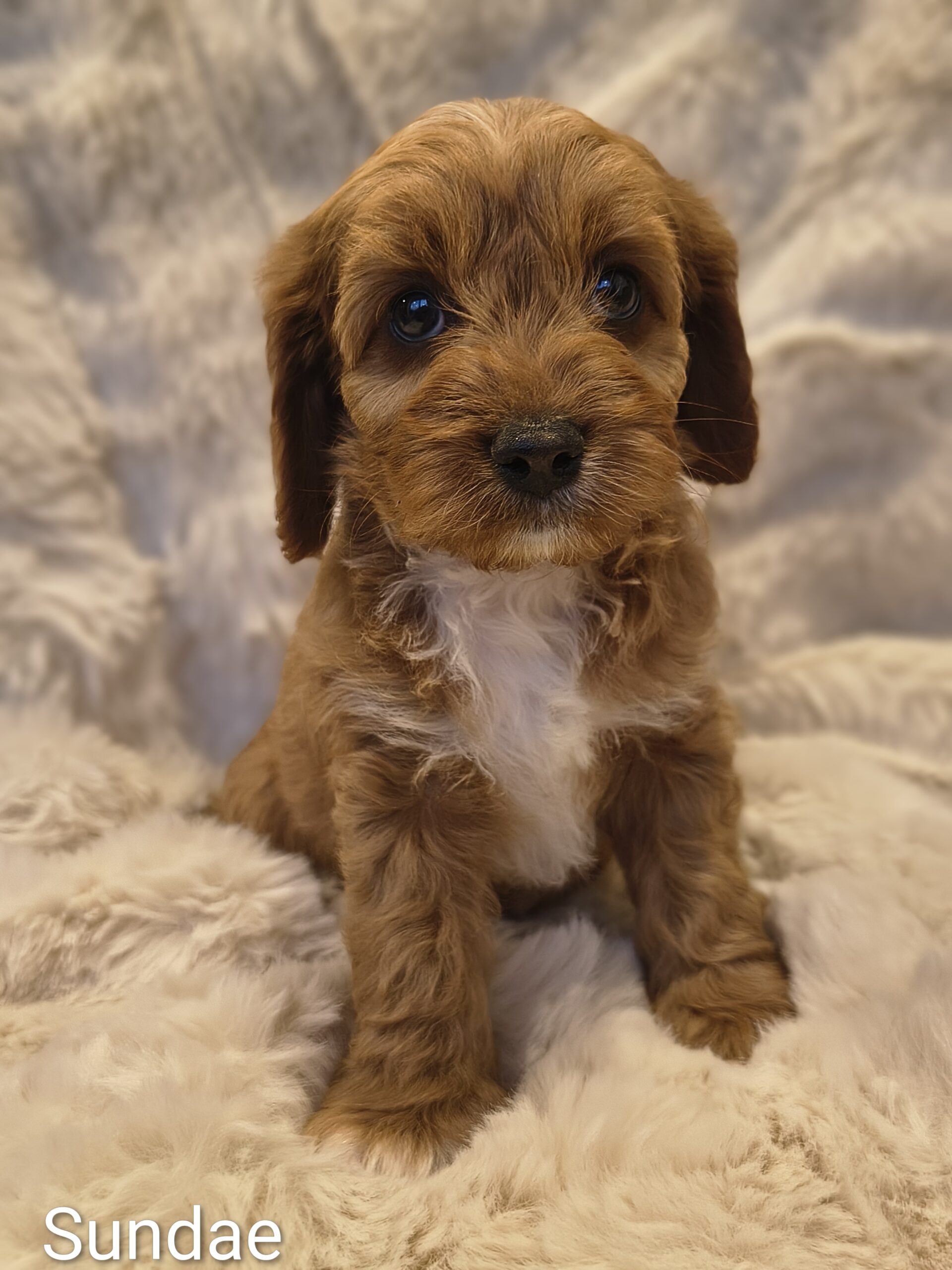 Sundae, female Cavapoo puppy sitting indoors in Australia, available for reservation in Singapore