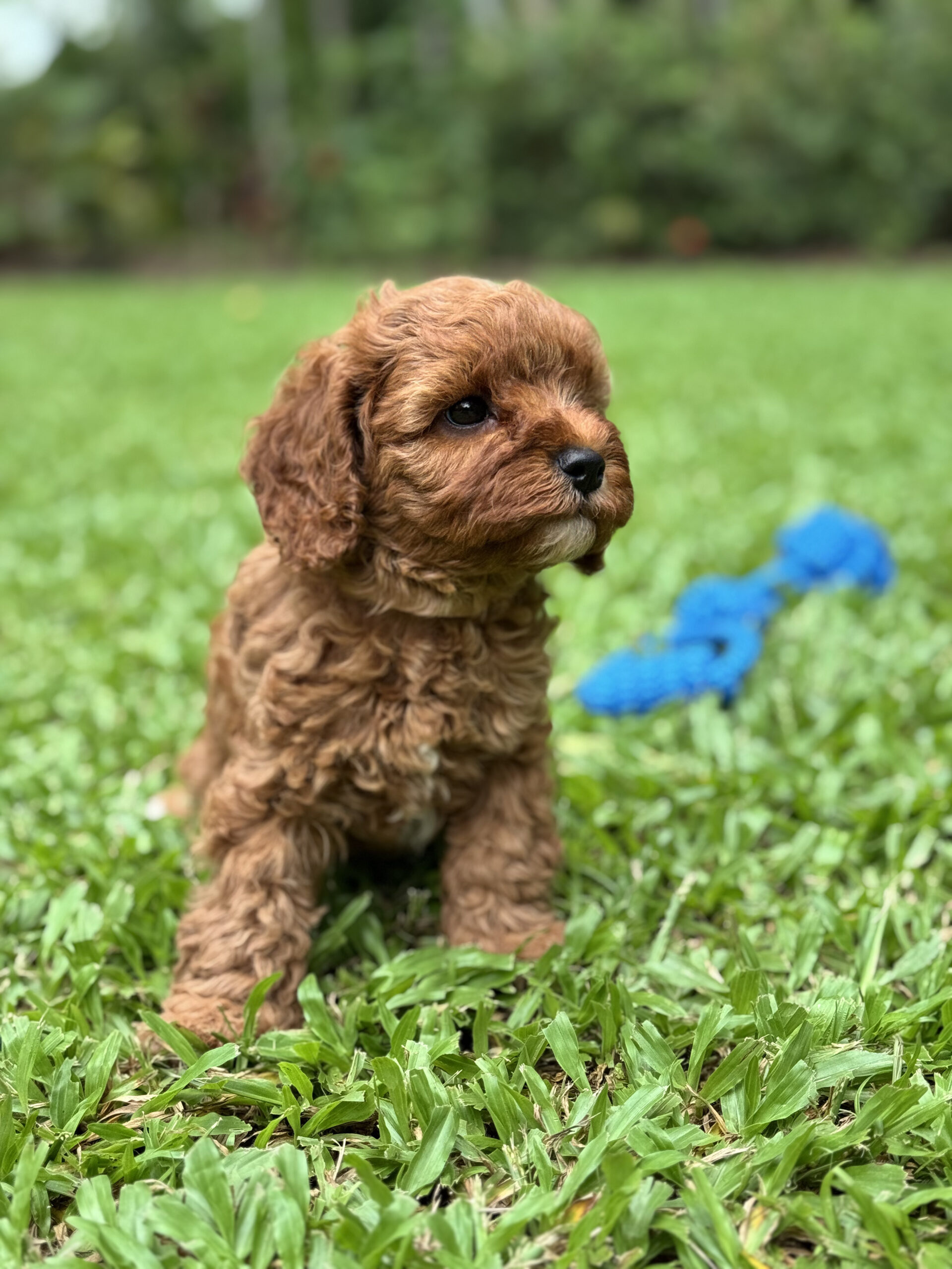 Side profile of Muffin, a female fleece coat Cavoodle puppy outdoors