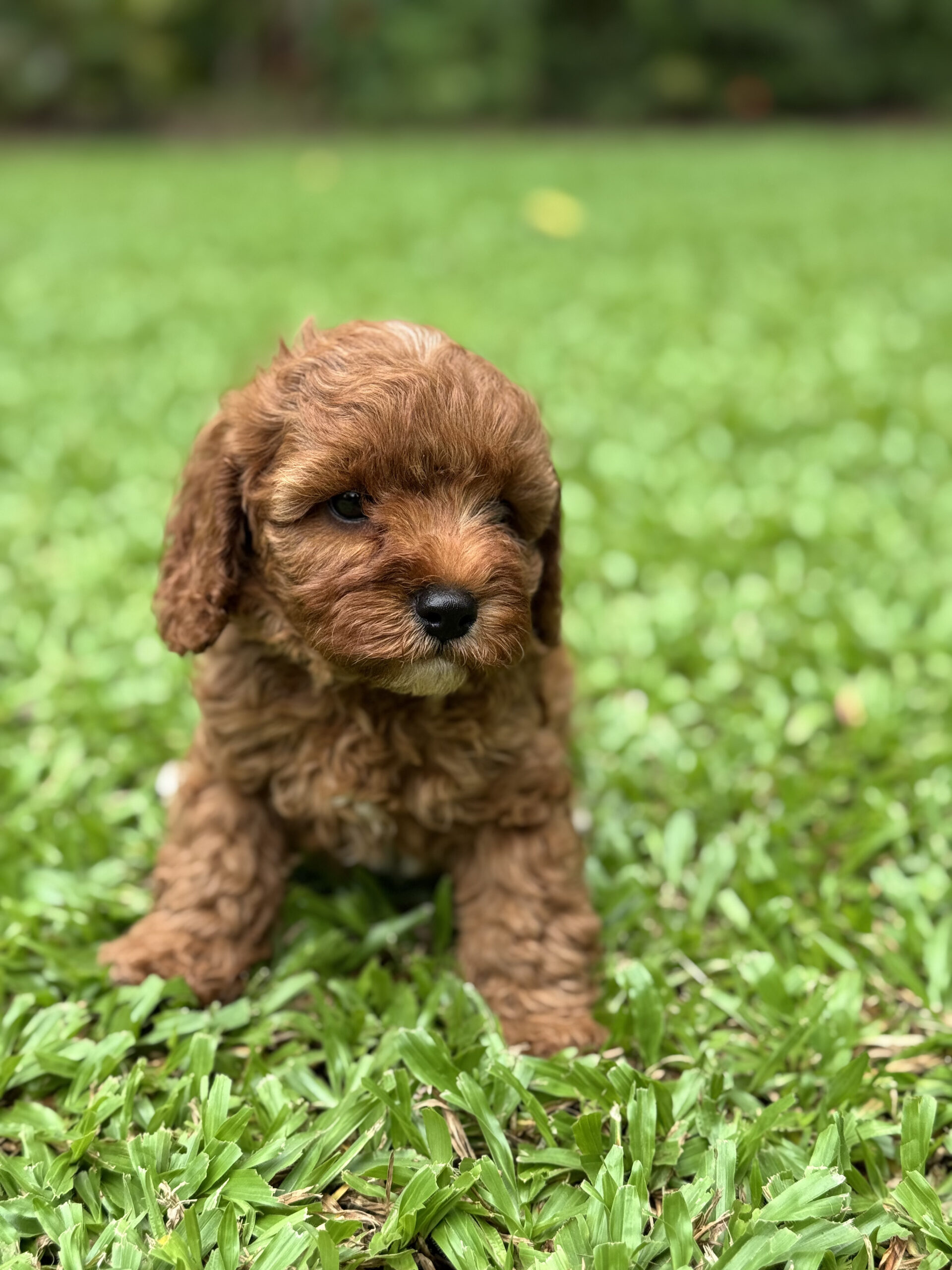 Muffin, a female fleece coat Cavoodle puppy sitting on green grass, looking at the camera