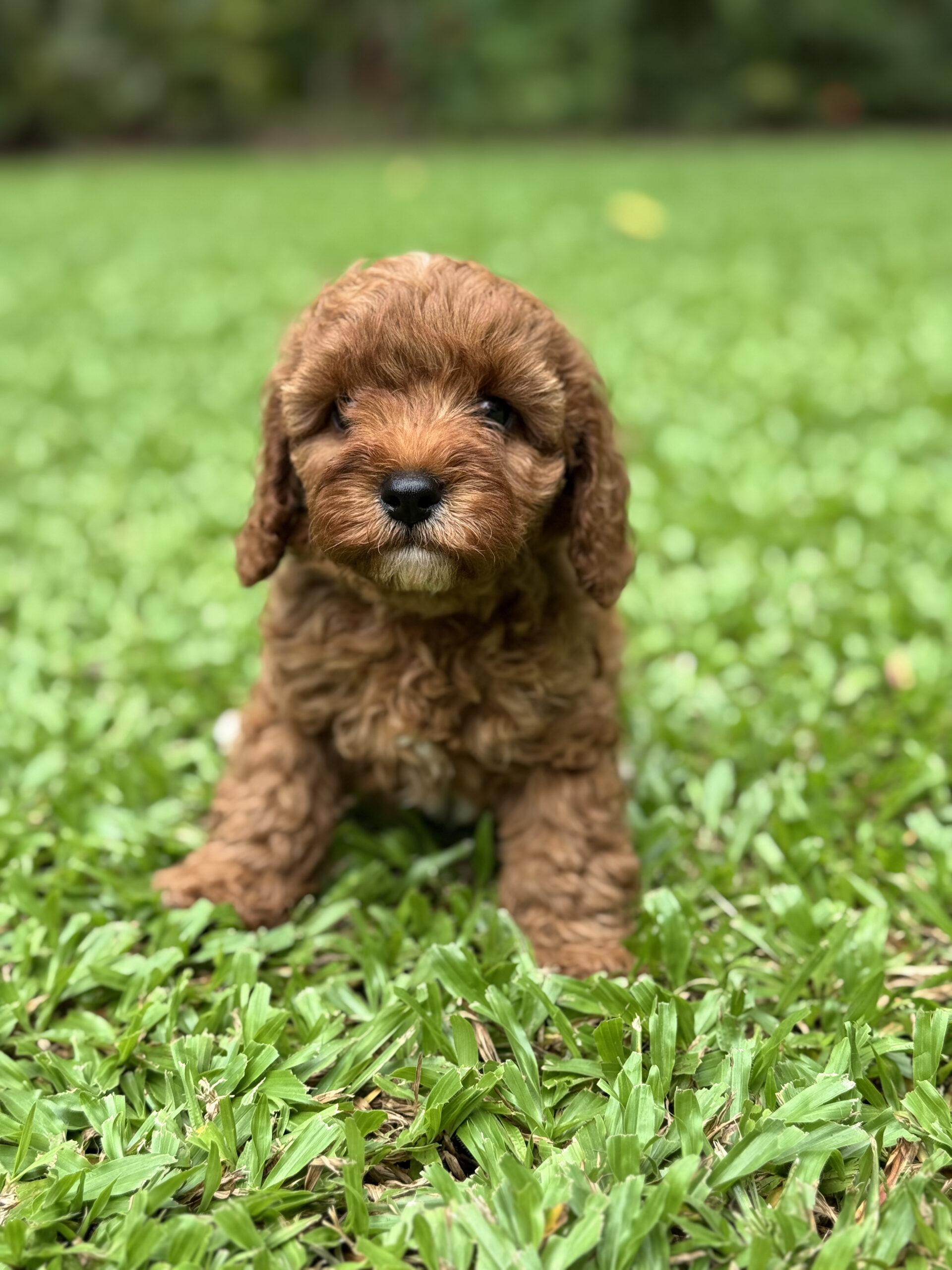 Close-up of Muffin, a female fleece coat Cavoodle puppy’s face