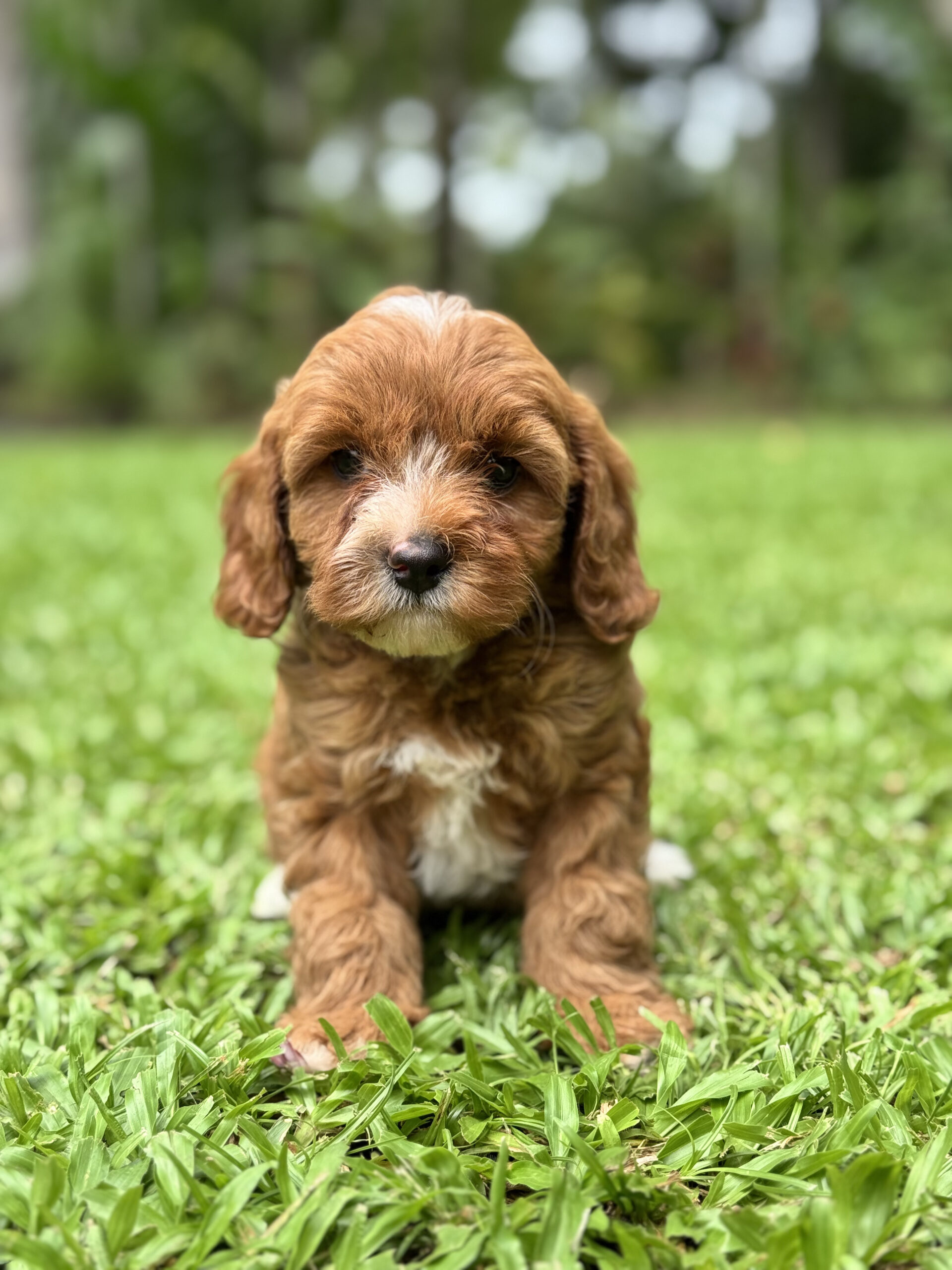 Female Cavoodle wearing a cozy fleece coat sitting on a soft blanket