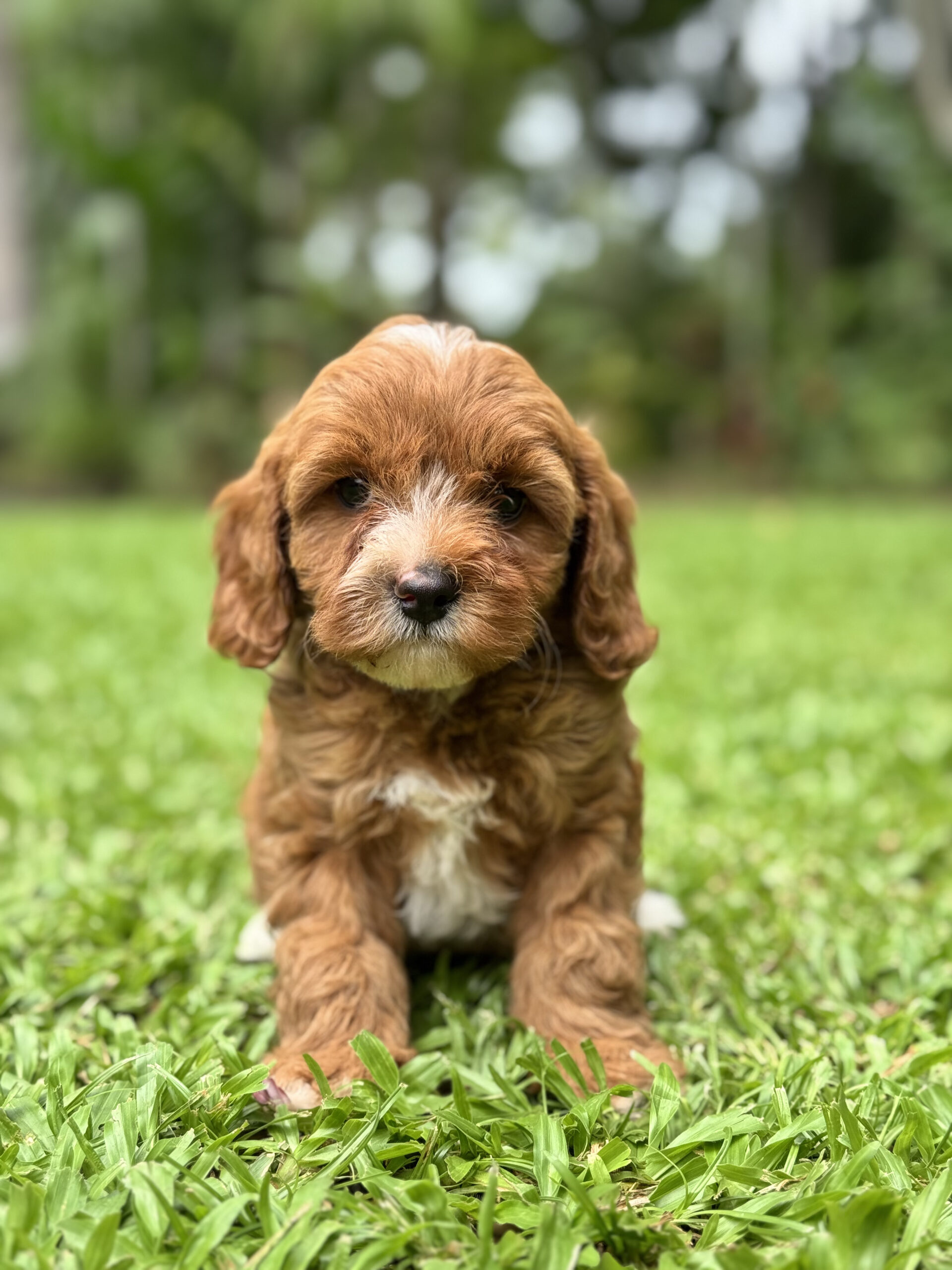 Cute Cavoodle puppy in a pink fleece jacket