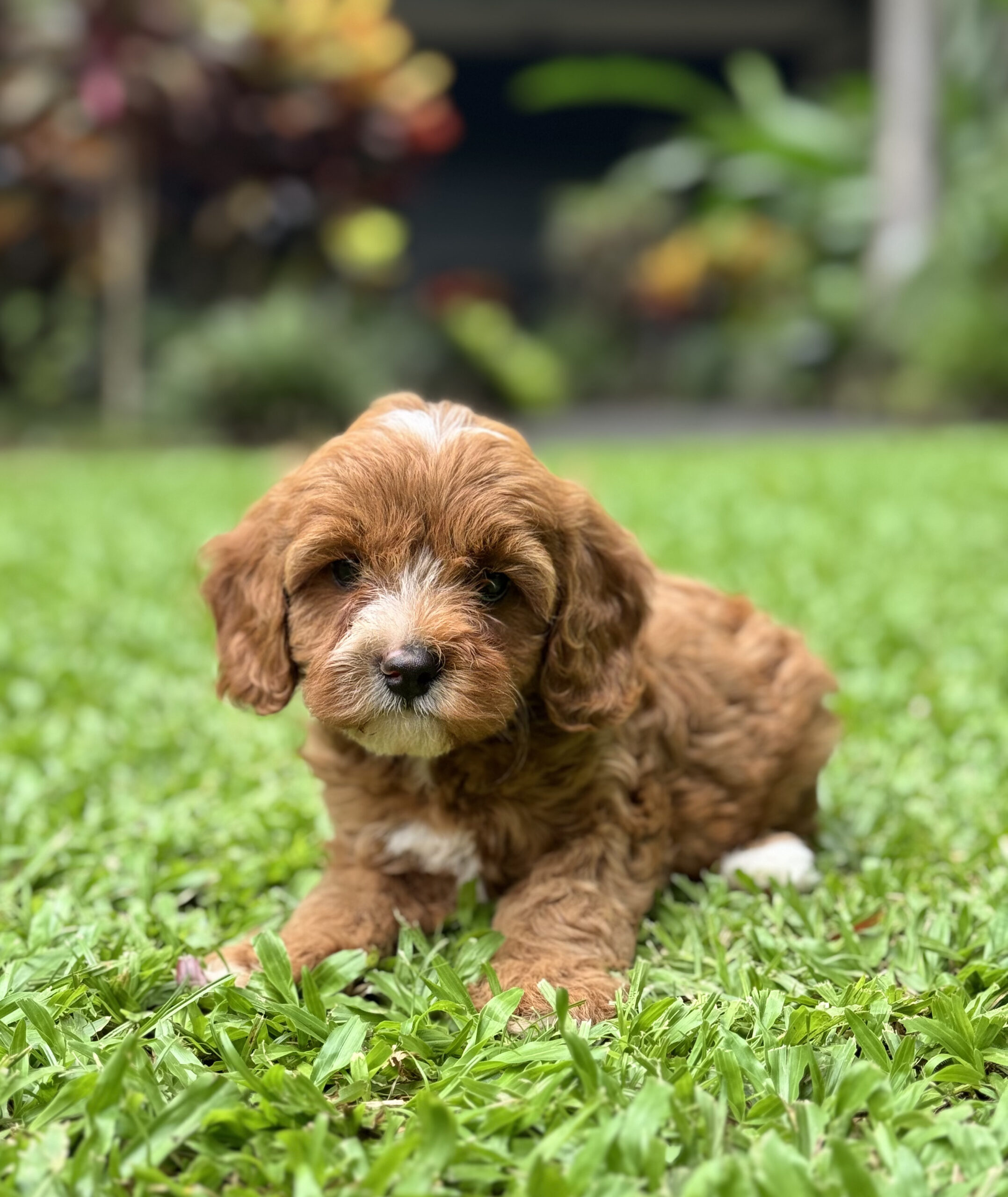Adorable female Cavoodle in a soft fleece coat