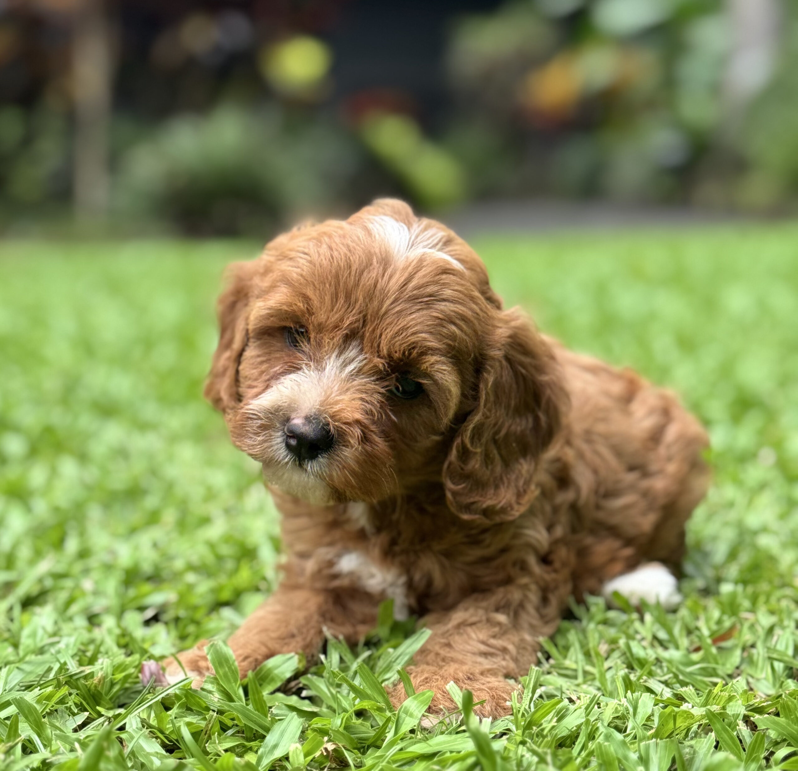 Small female Cavoodle