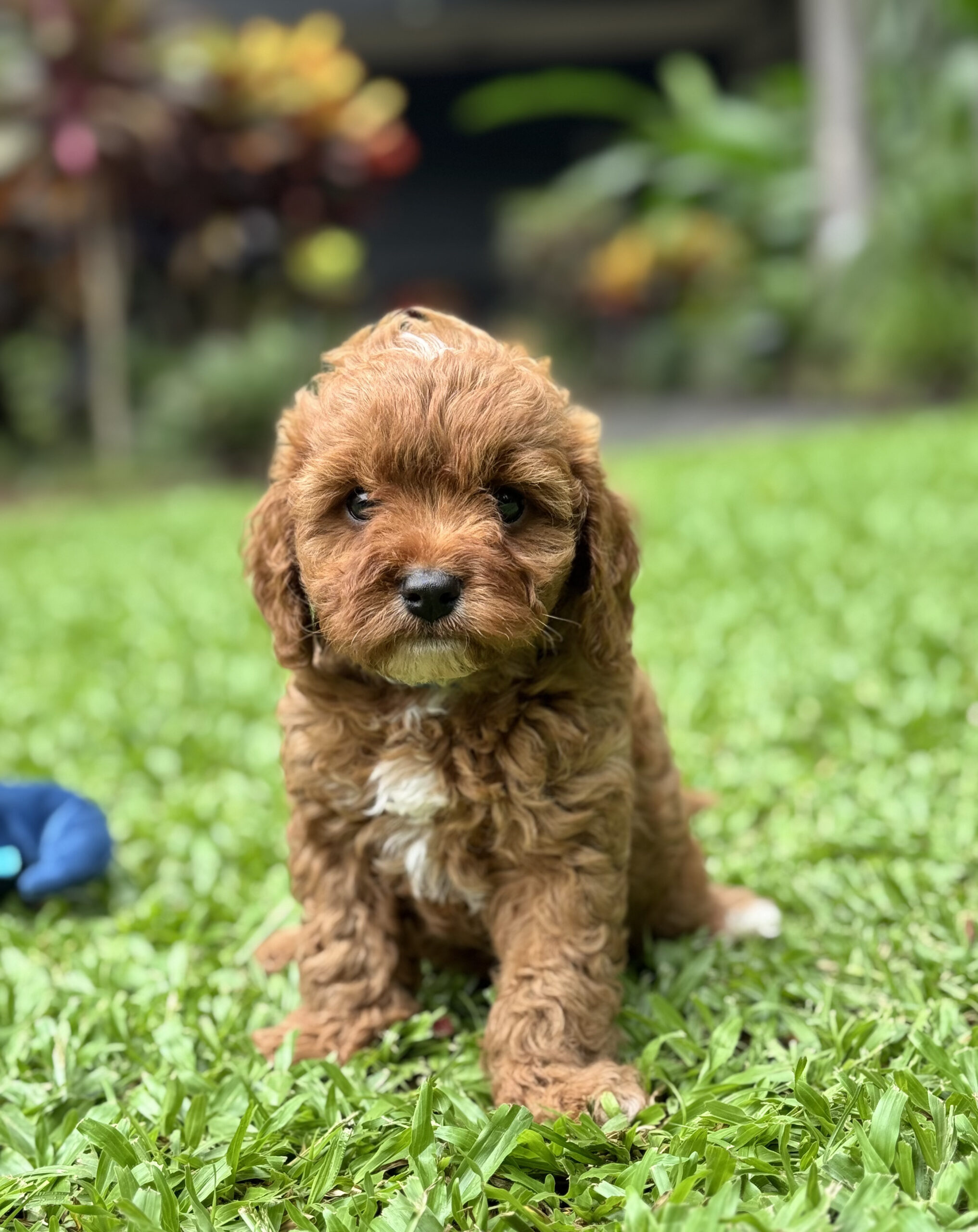 Ruby red Cavoodle puppy sitting on green grass, looking at the camera
