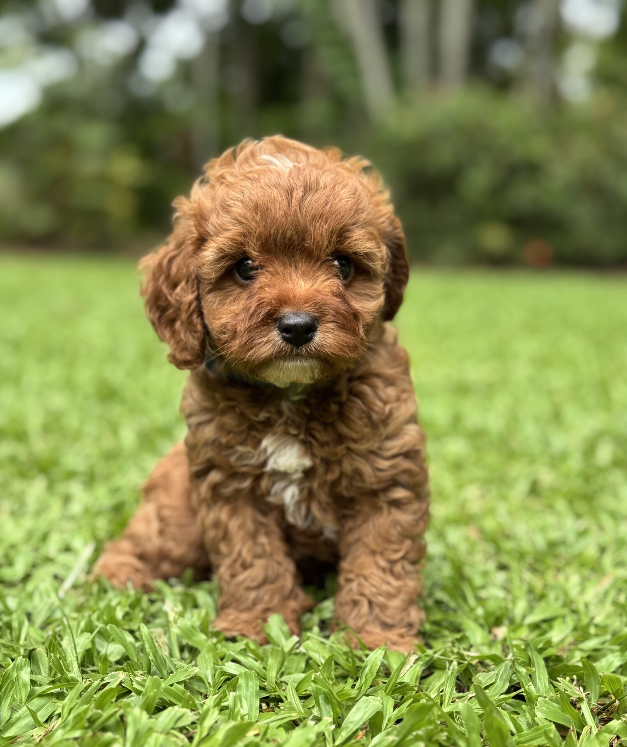 Side view of a ruby red Cavoodle puppy with a curly coat outdoors