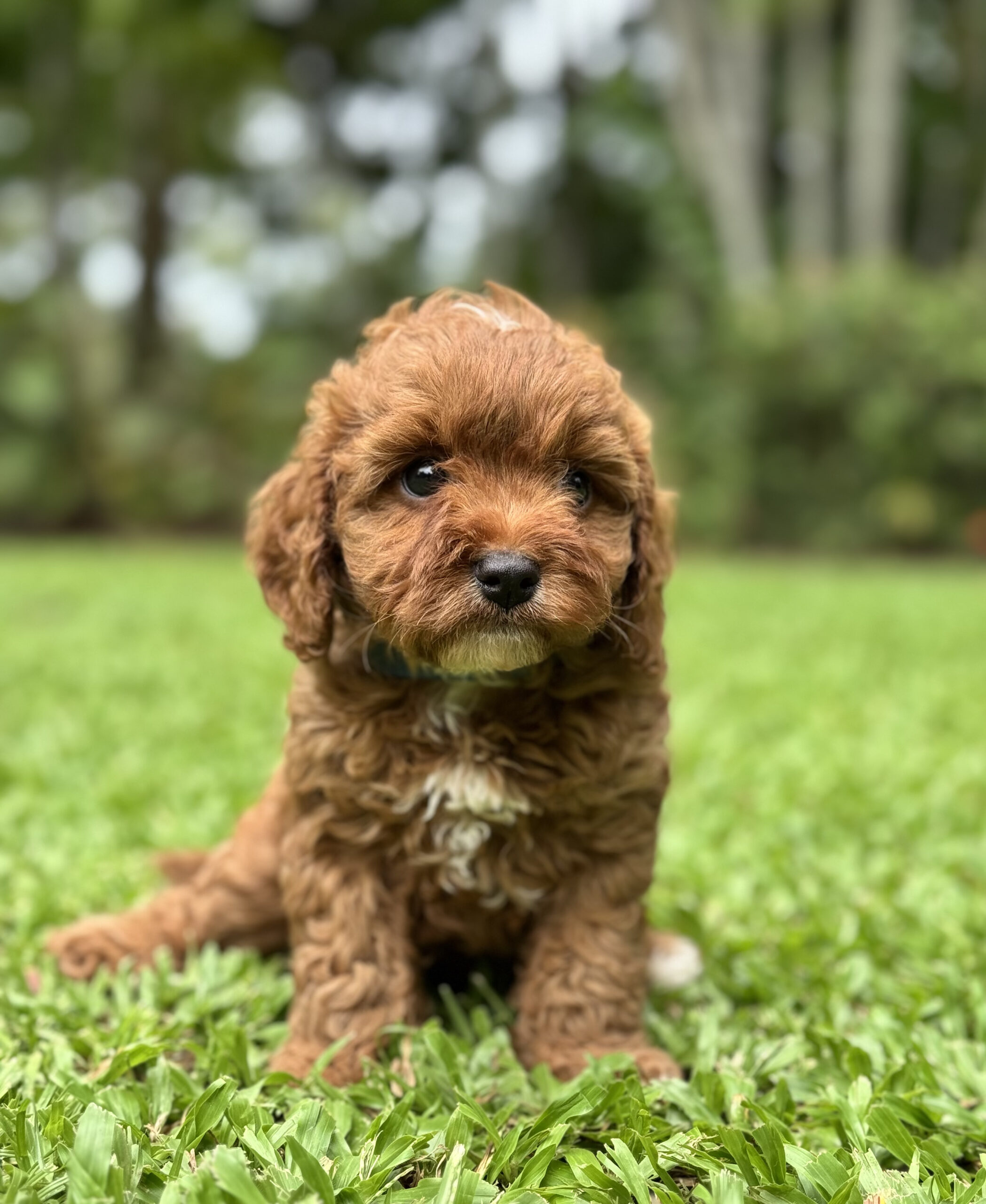 Ruby red Cavoodle puppy standing on grass during outdoor playtime