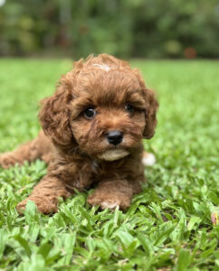 Close-up of a ruby red Cavoodle puppy’s face with dark expressive eyes
