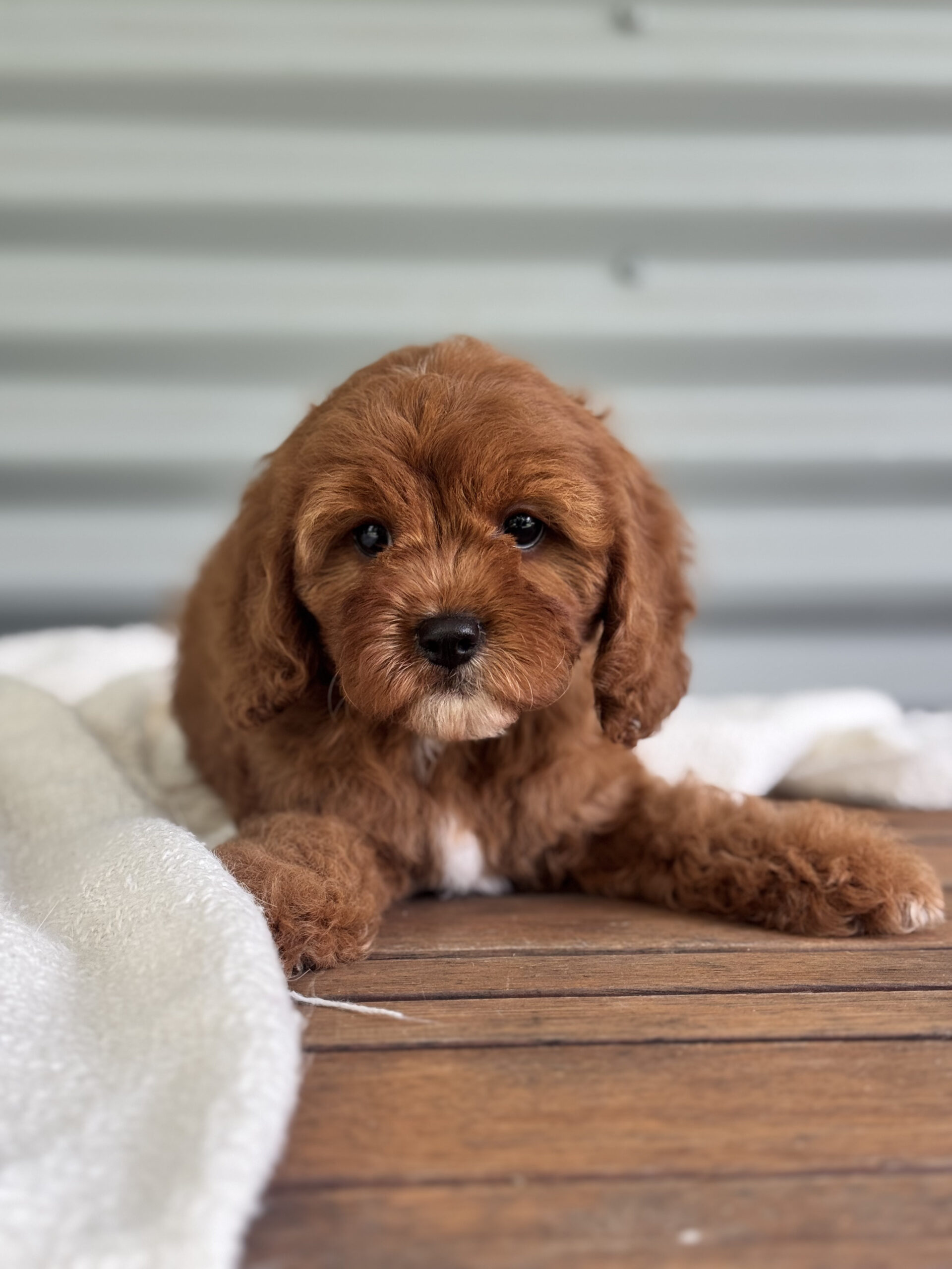 Red mahogany Cavapoo close up fleece coat