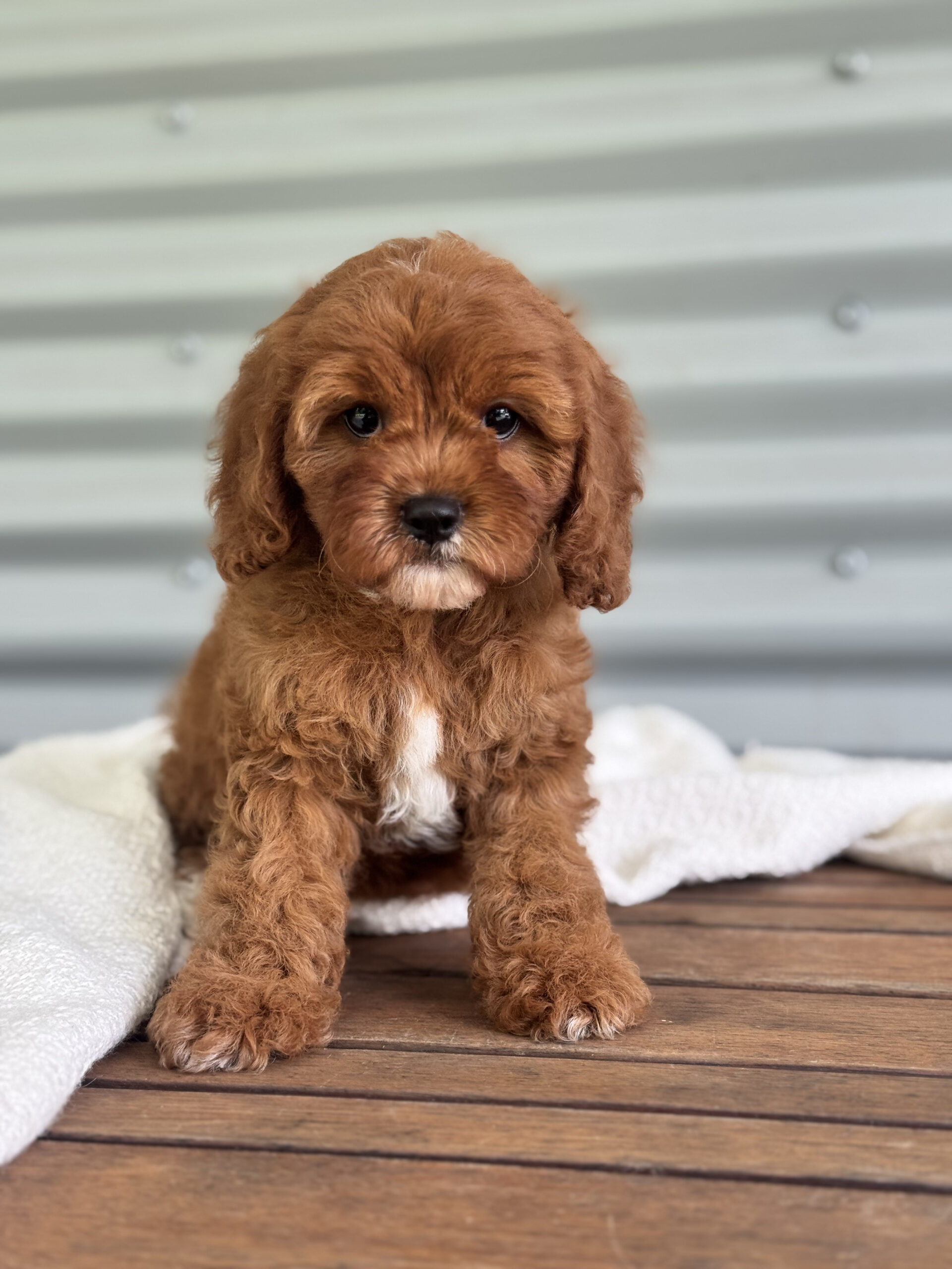 Red mahogany Cavapoo indoors with fleece coat