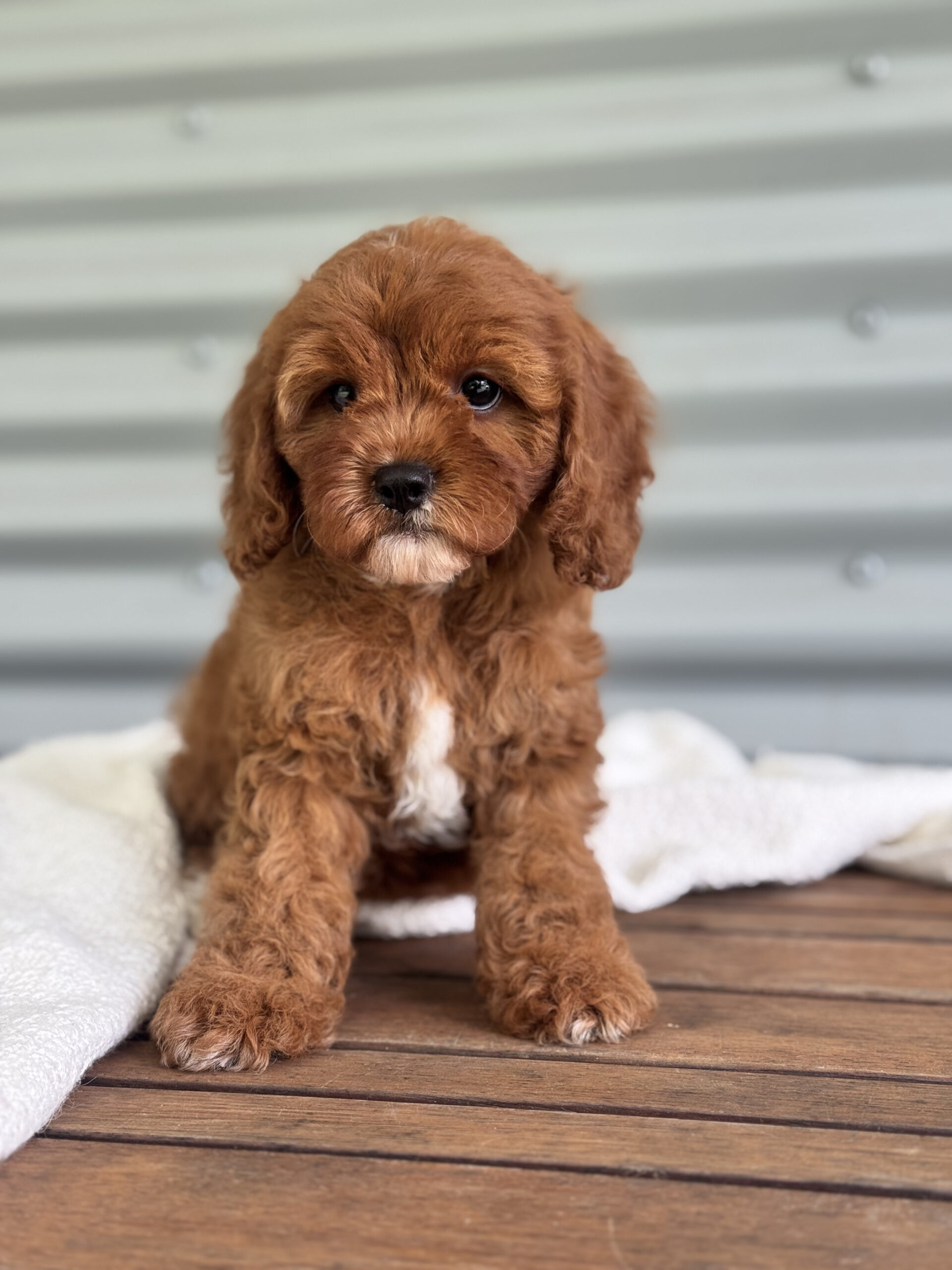 Red mahogany Cavapoo fleece coat portrait