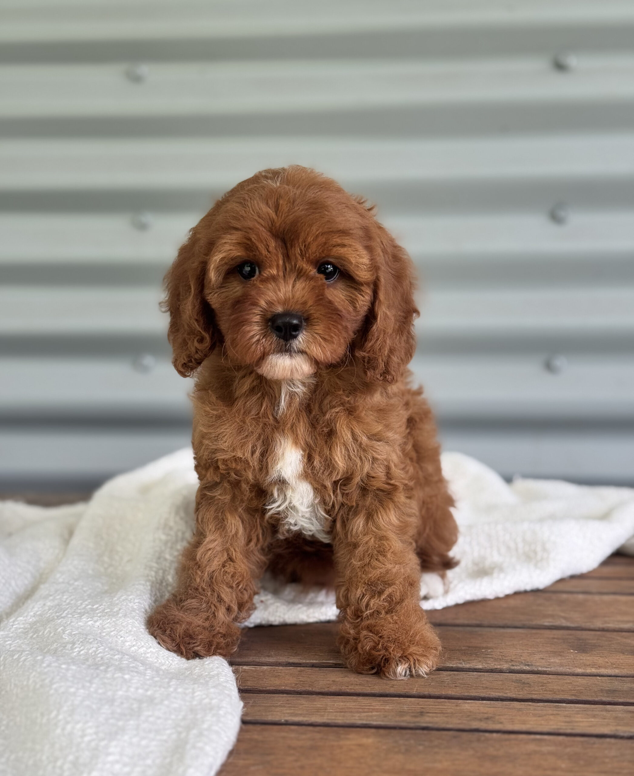 Bluey the red mahogany Cavapoo with fleece coat