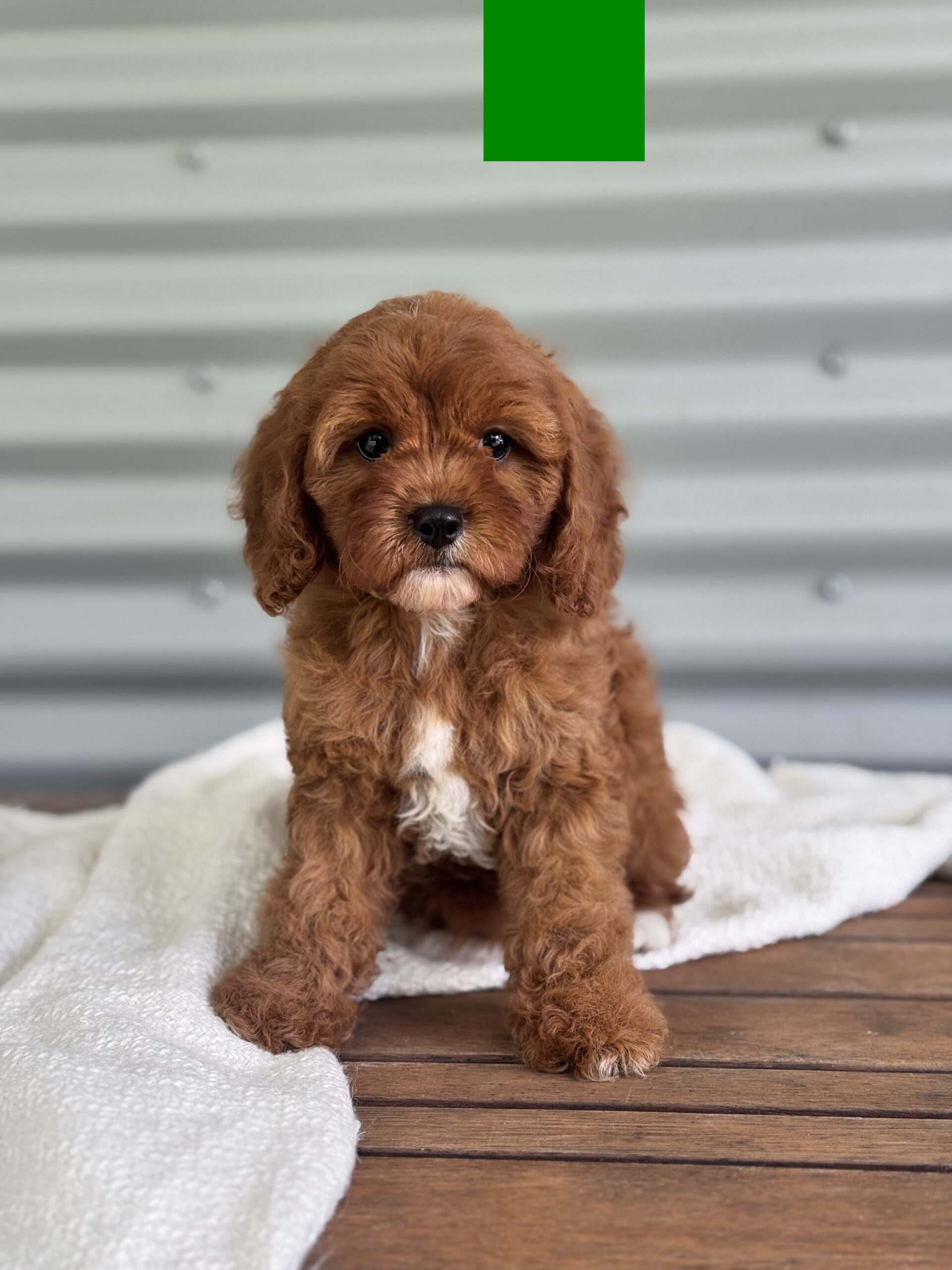 Red mahogany Cavapoo sitting calmly