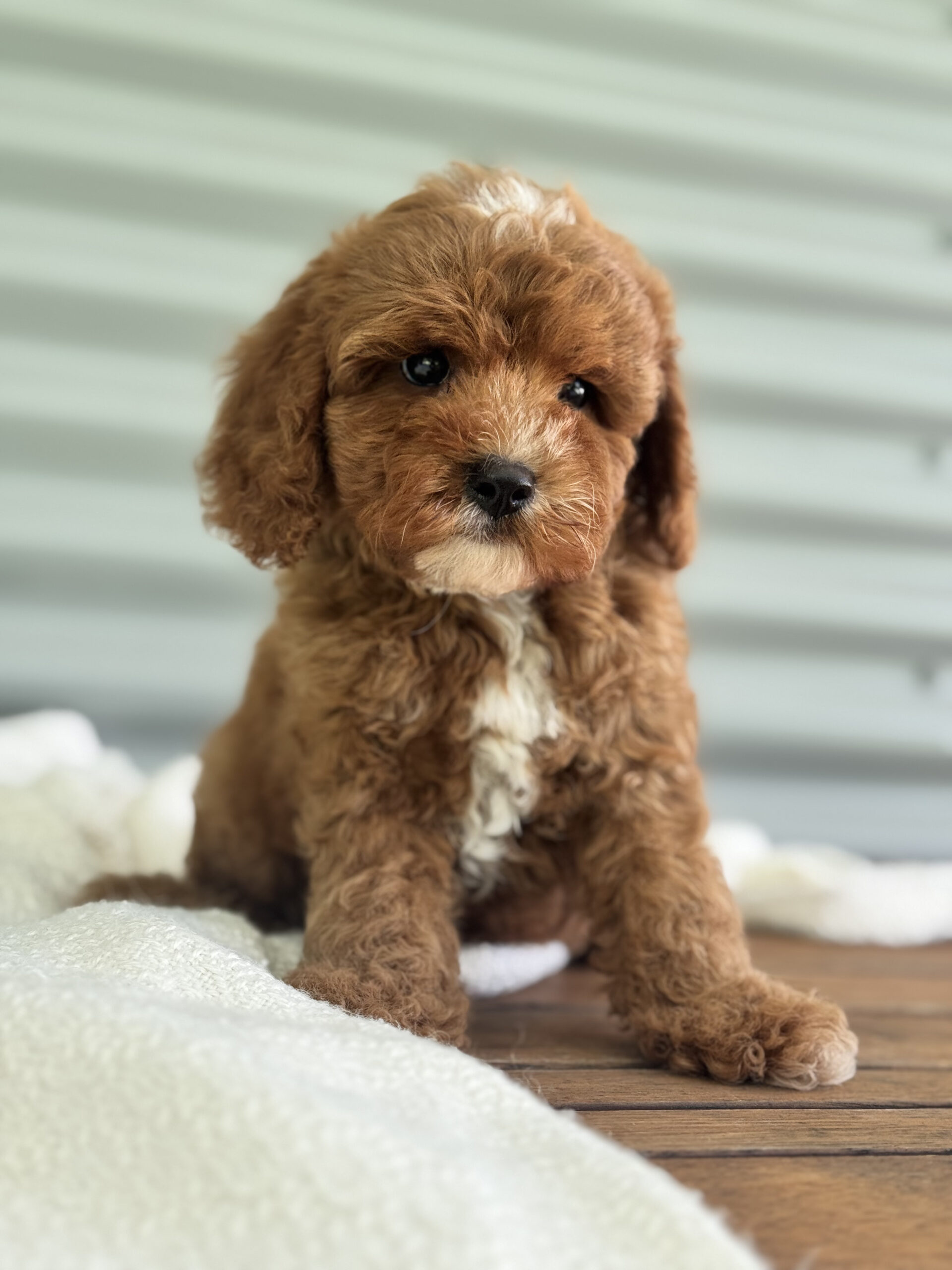 Male Cavapoo named Socks sitting