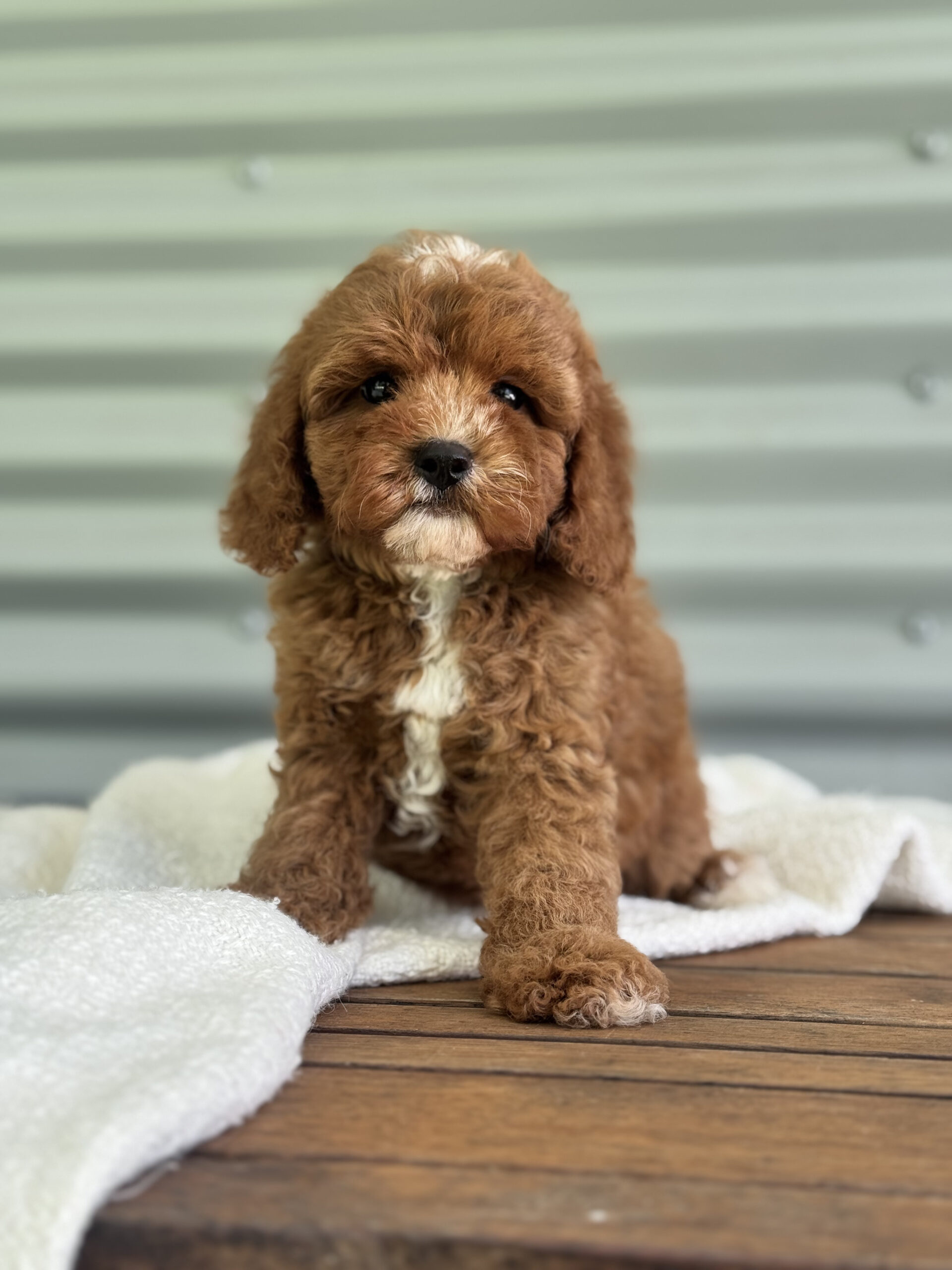 Male Cavapoo close up portrait