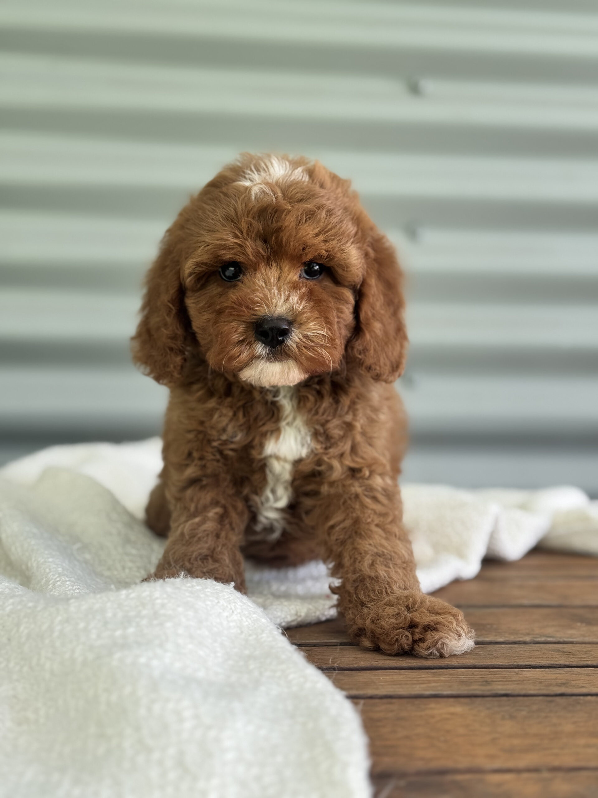 Male Cavapoo resting comfortably