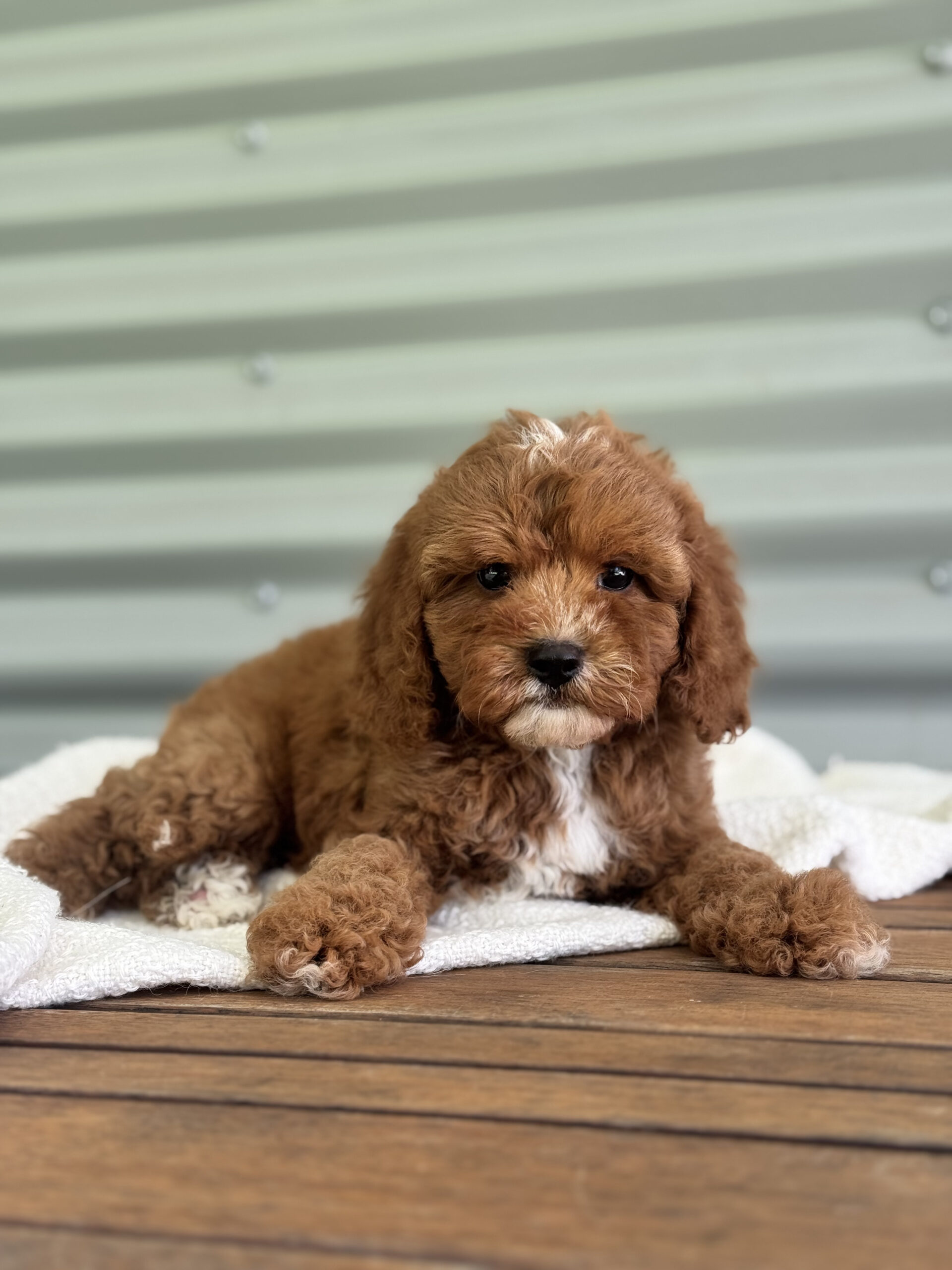 Male Cavapoo indoors at home