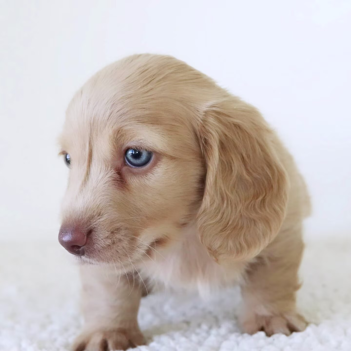 Jackie the Dachshund puppy sitting calmly with a soft coat and a sweet, affectionate look