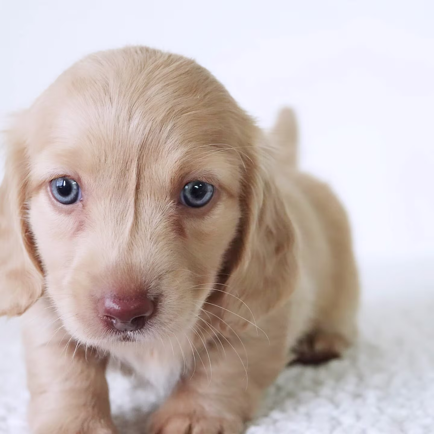 Jackie the Dachshund puppy exploring a garden outdoors, showing curiosity and lively little movements