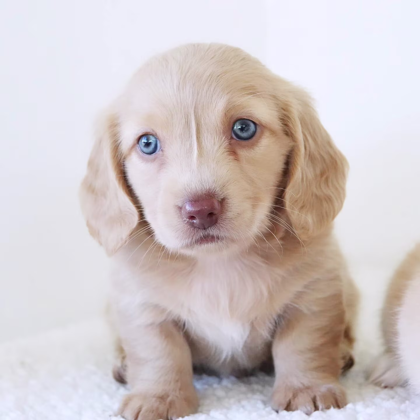 Jackie the Dachshund puppy looking playful and curious with bright, expressive eyes