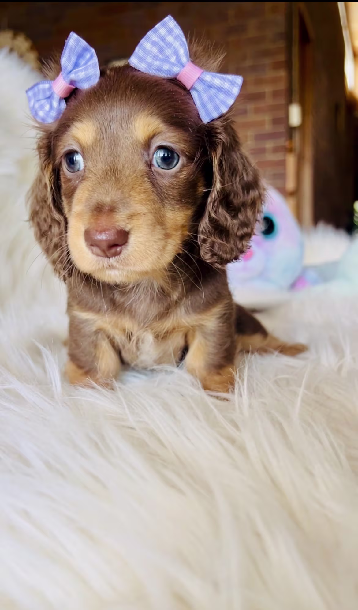 Janet the Dachshund puppy looking alert with bright expressive eyes and a soft smooth coat