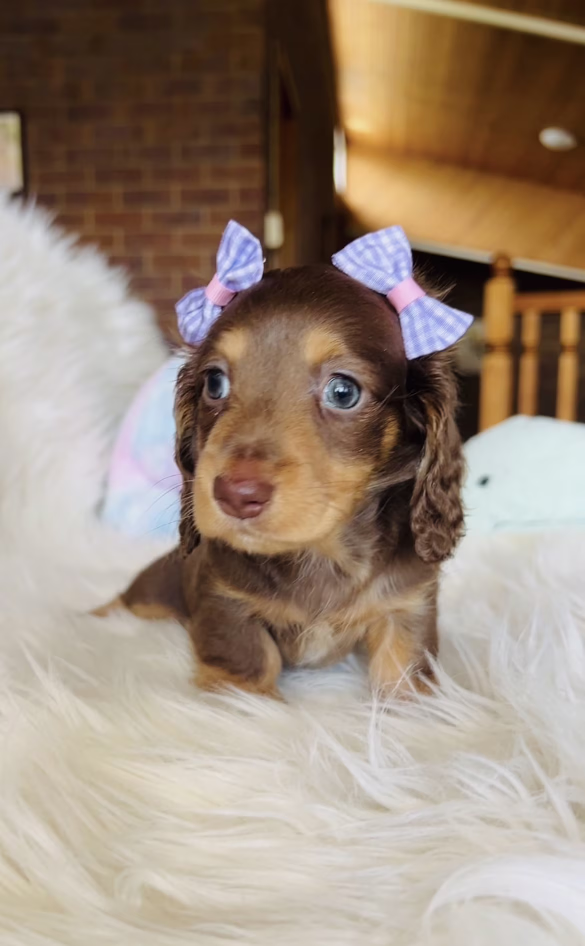 Janet the Dachshund puppy sitting in a gentle pose with soft smooth fur and a calm, affectionate expression