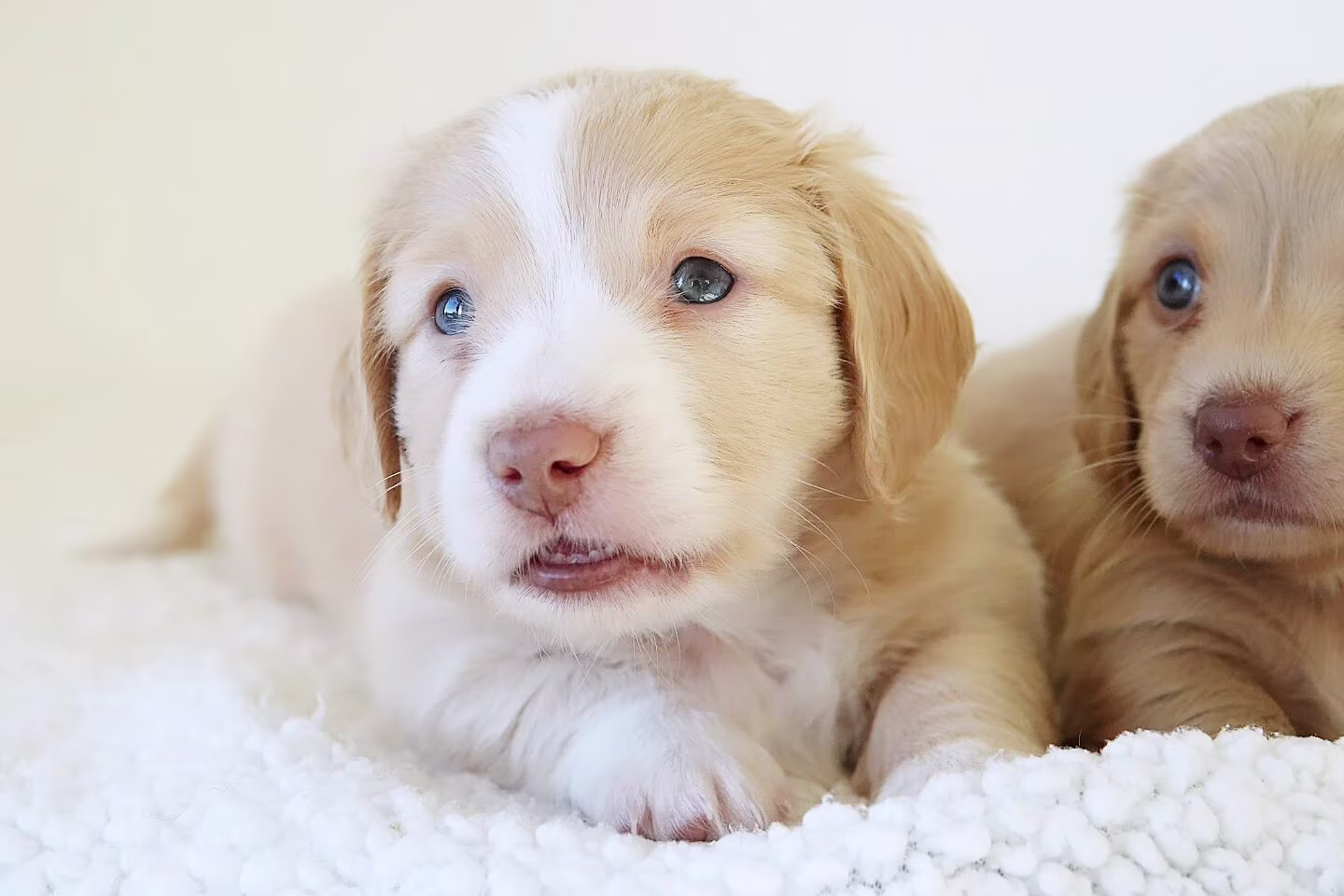 Jermaine the Dachshund puppy exploring a small backyard with curious eyes and playful little movements