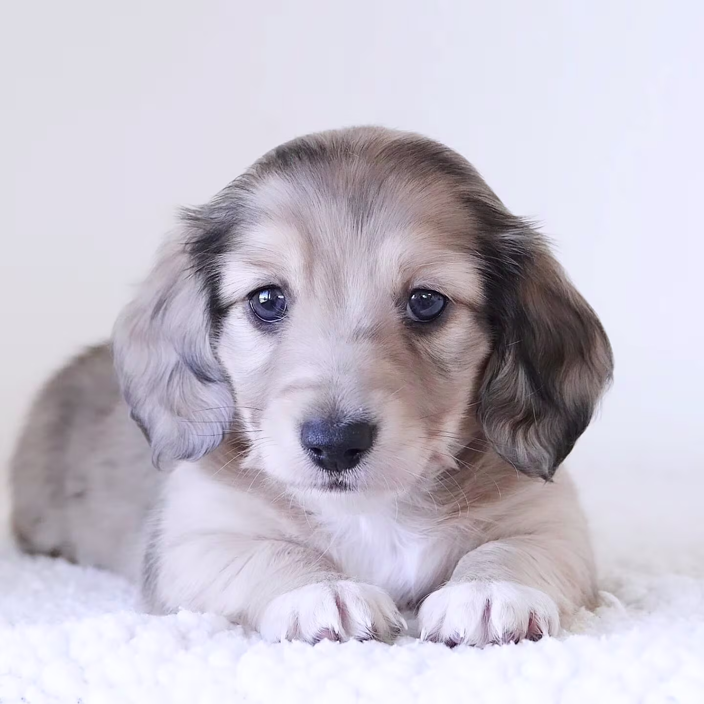 Marlon the Dachshund puppy looking alert with bright eyes and a lively little expression