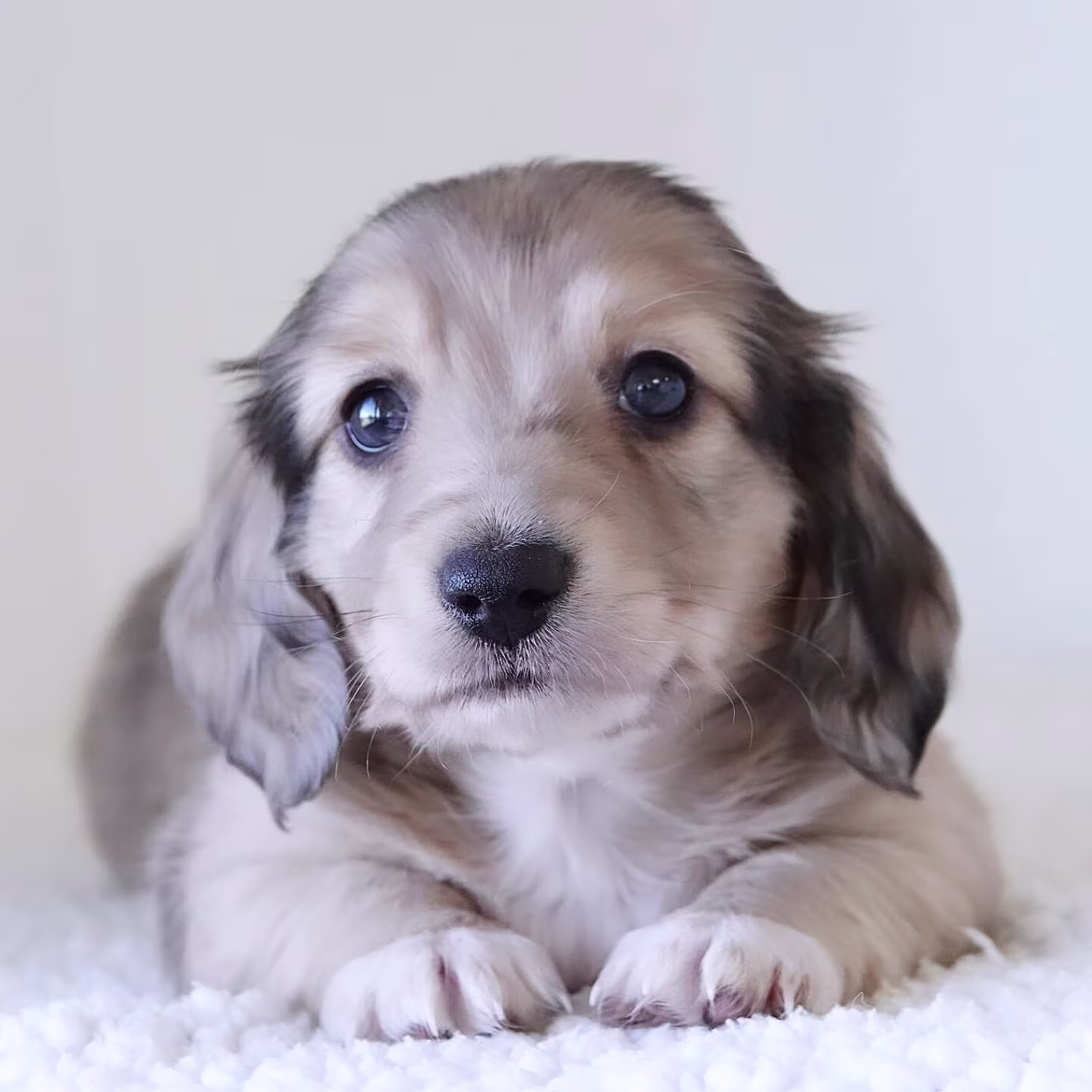 Marlon the Dachshund puppy in a playful pose showing curiosity and a cheerful personality